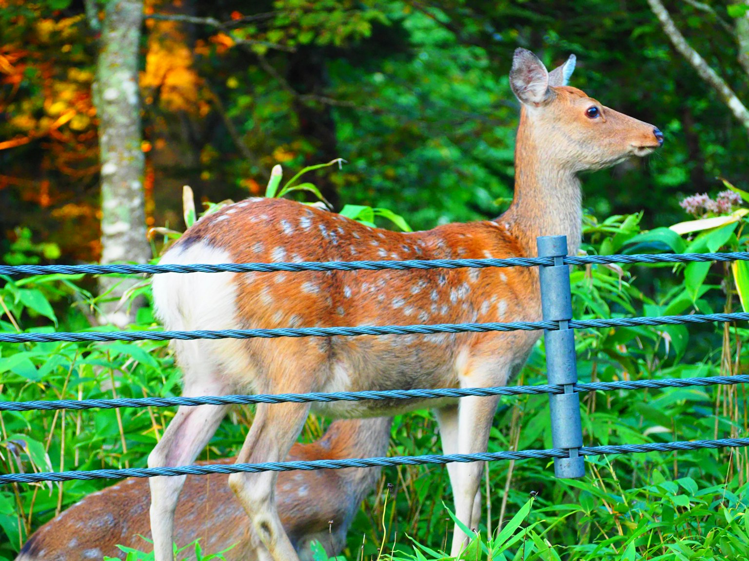 Young spotted deer standing near a fence