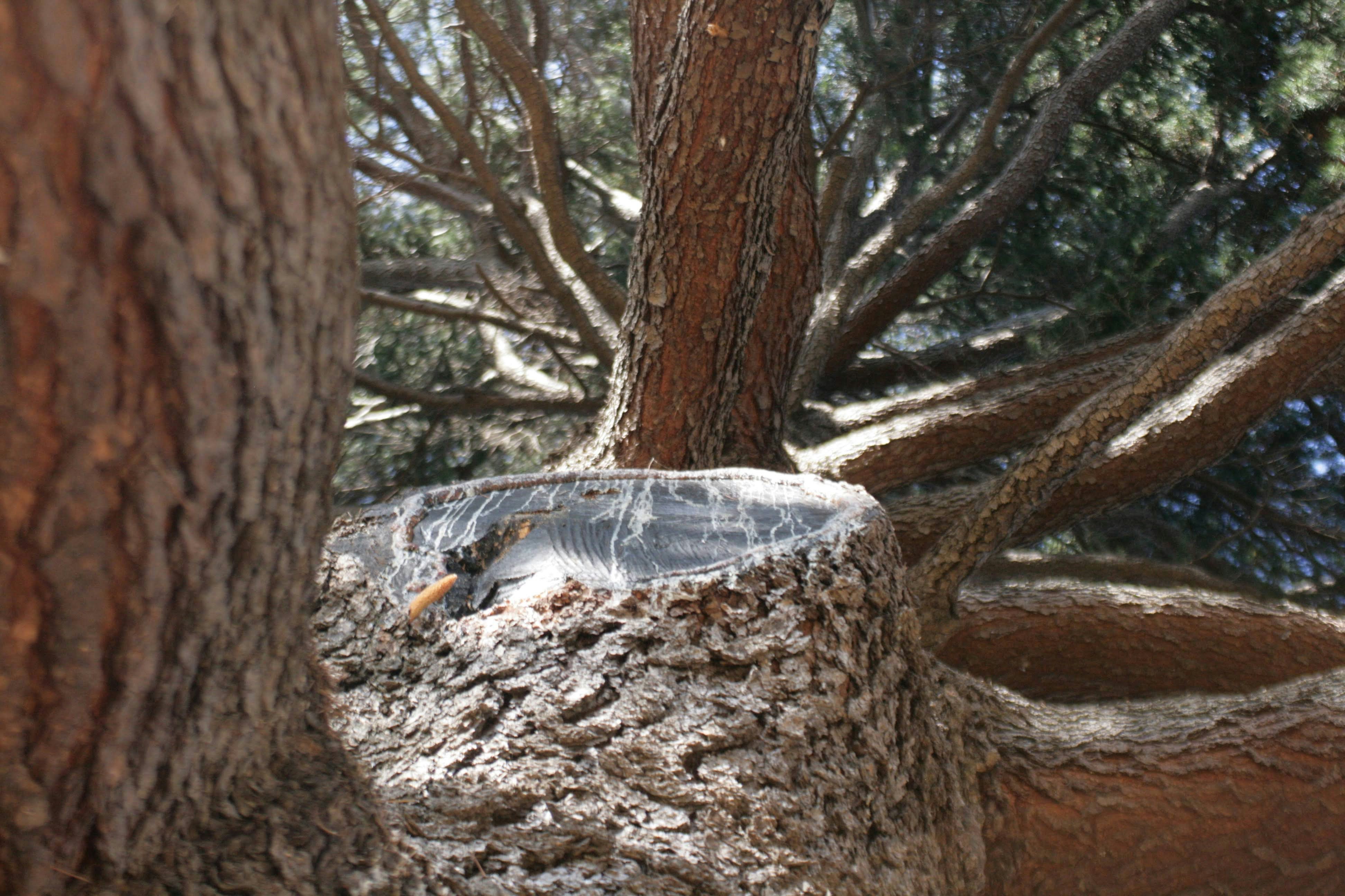 Tree trunk with visible growth rings and branching limbs in nature