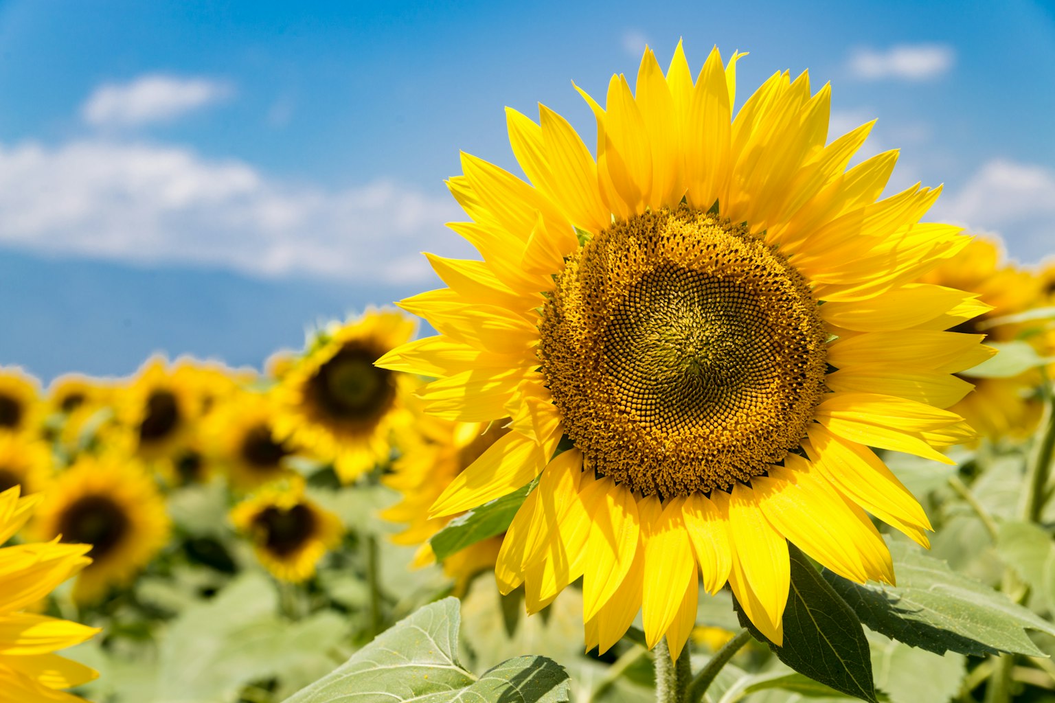 Vibrant sunflowers blooming under a blue sky