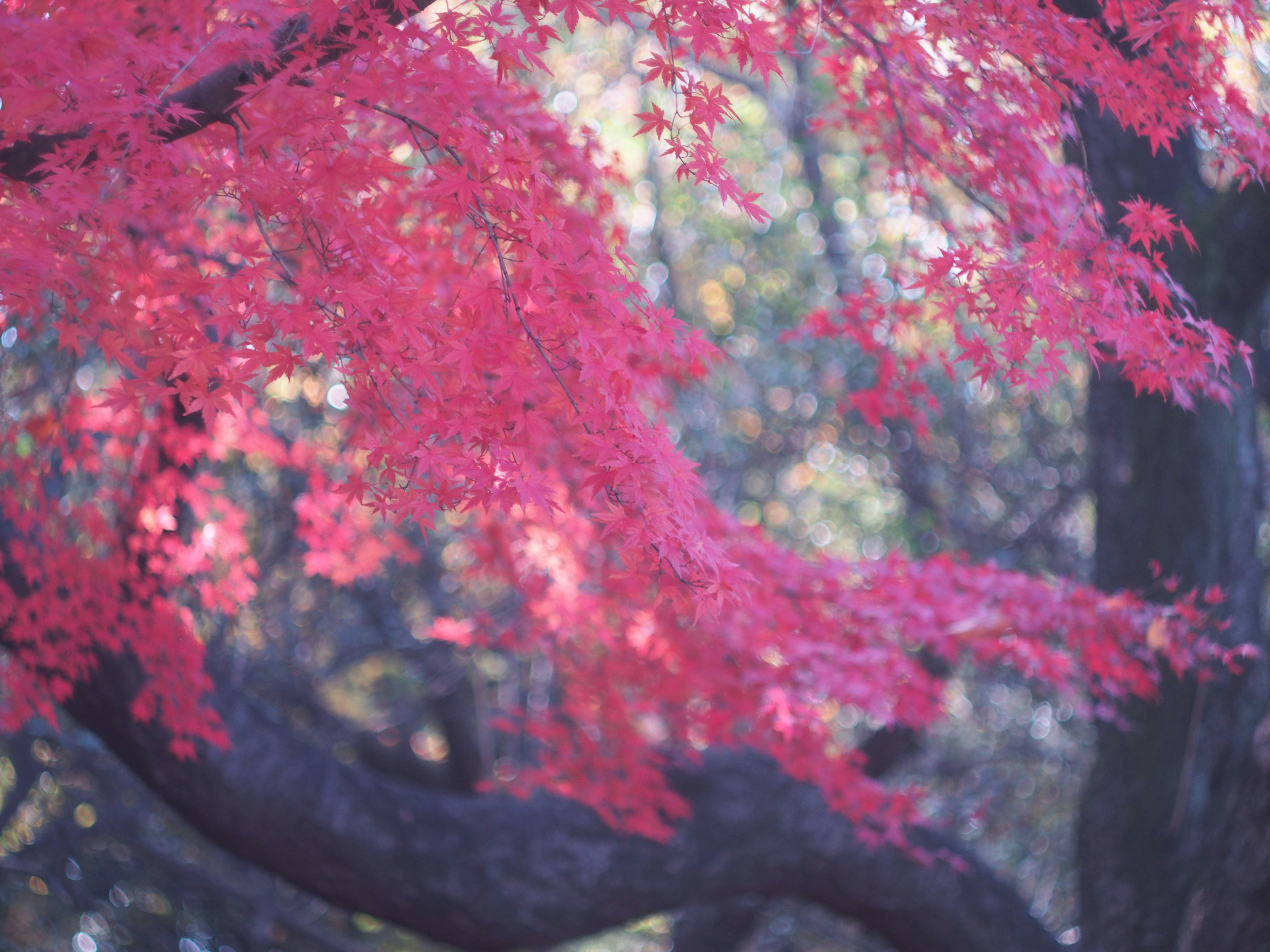 鮮やかな紅葉の枝が重なる桜並木のような景色