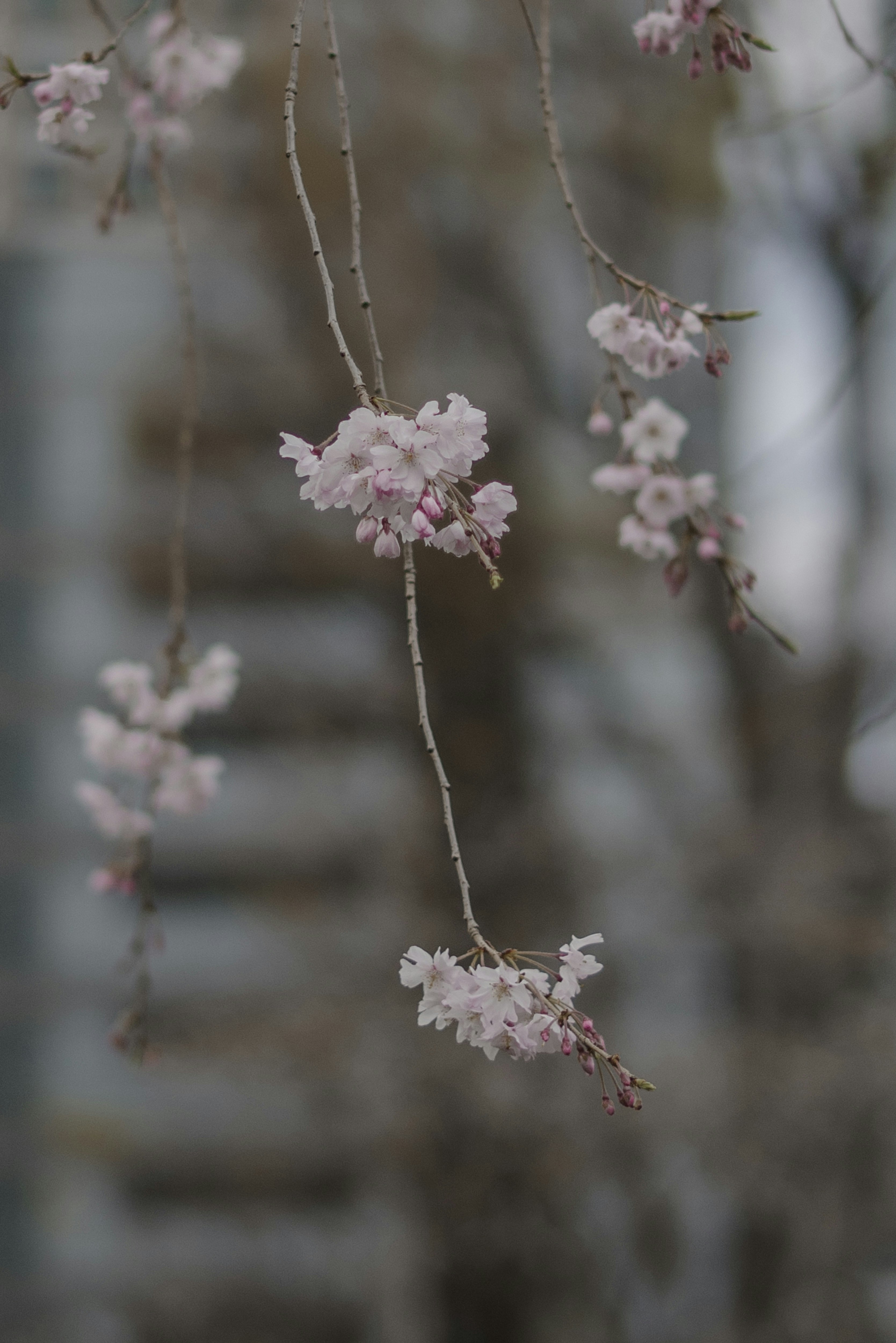 しだれ桜の枝に咲く淡いピンクの花