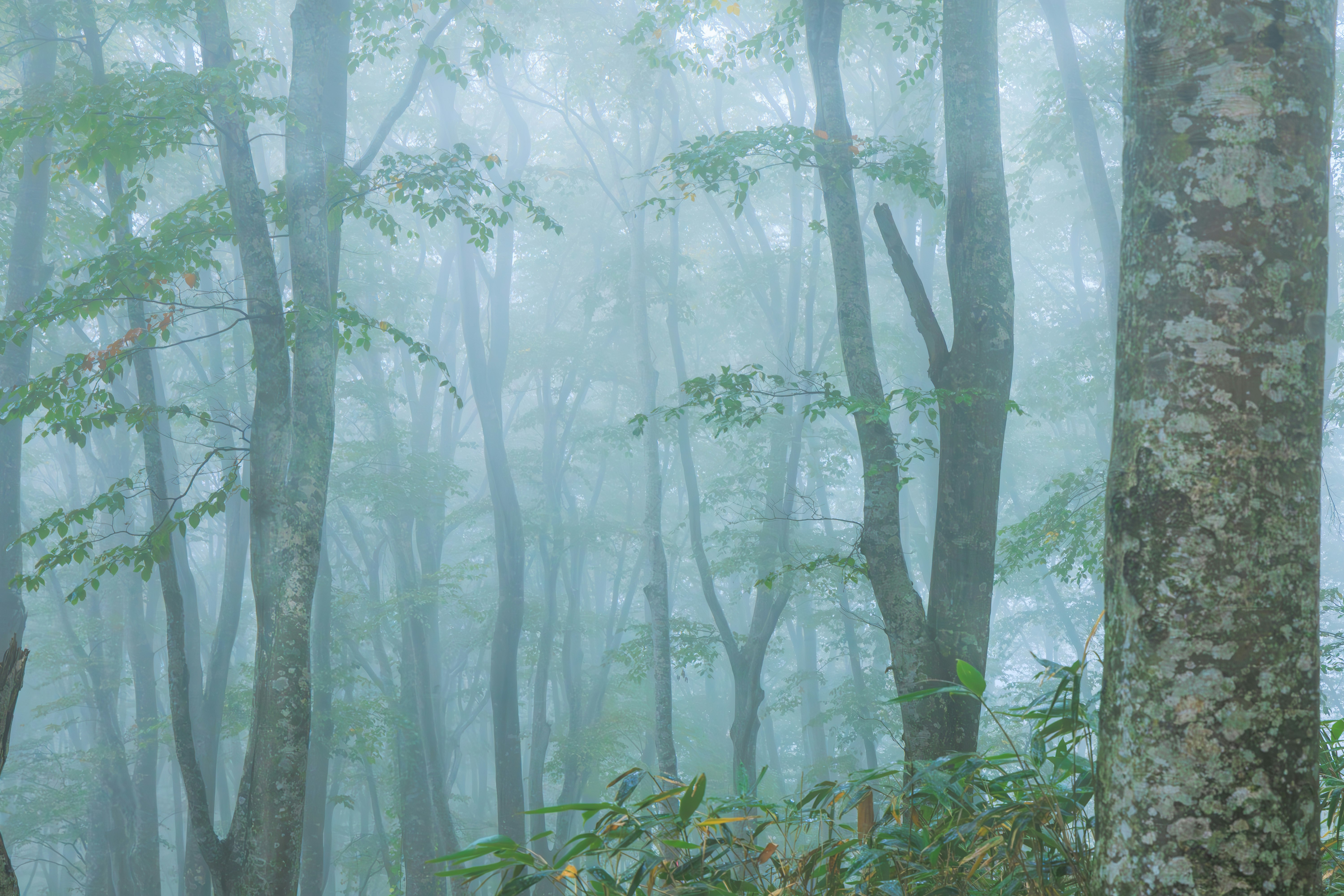 霧の森で木々が立ち並ぶ幻想的な風景