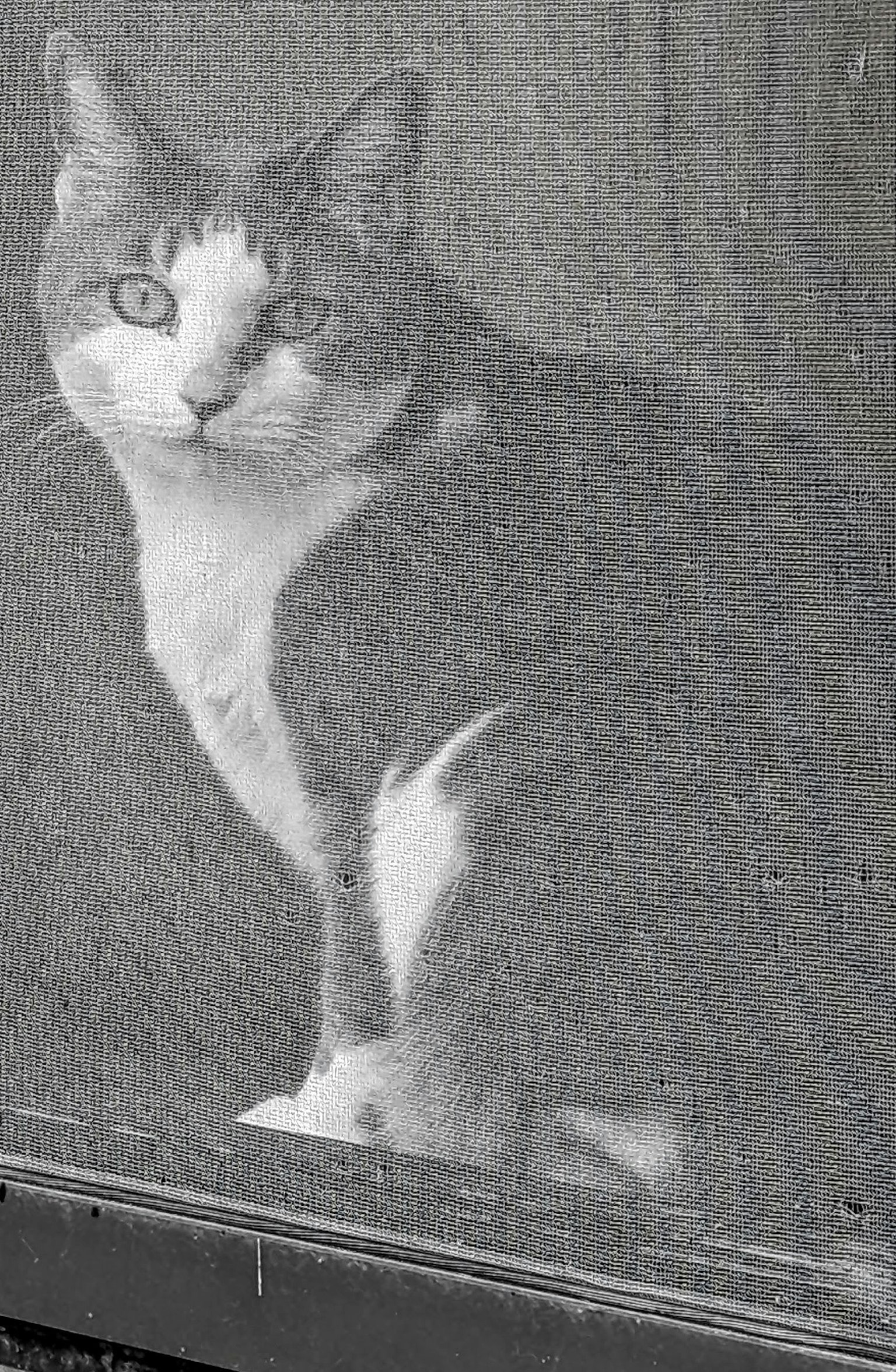 Graue und weiße Katze schaut durch ein Bildschirmfenster