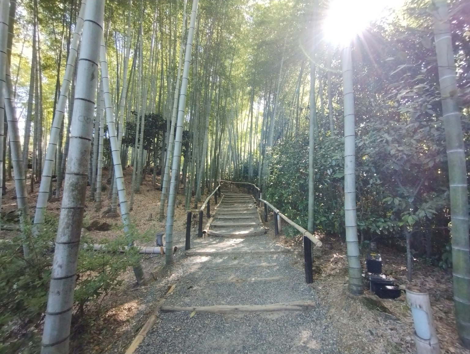 Sendero a través de un bosque de bambú con luz solar