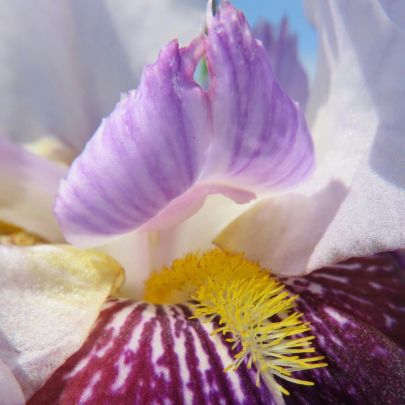 Gros plan d'une belle fleur avec des pétales violets et des étamines jaunes