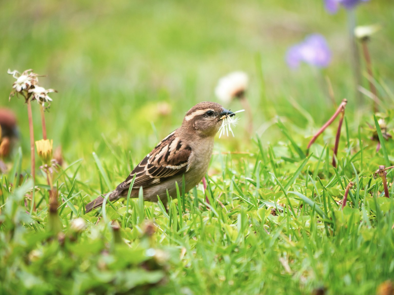 Ein kleiner Vogel im Gras, der Futter im Schnabel hält