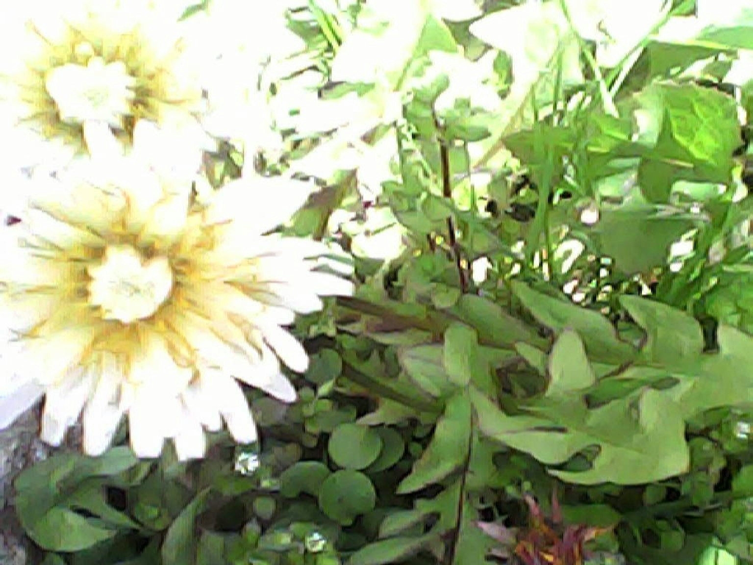 Nahaufnahme von weißen Blumen und grünen Blättern in einer Pflanzenanordnung