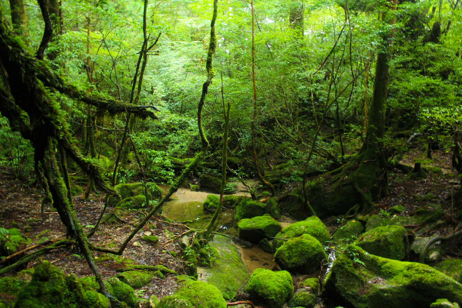 Lush green forest with a stream and moss-covered rocks