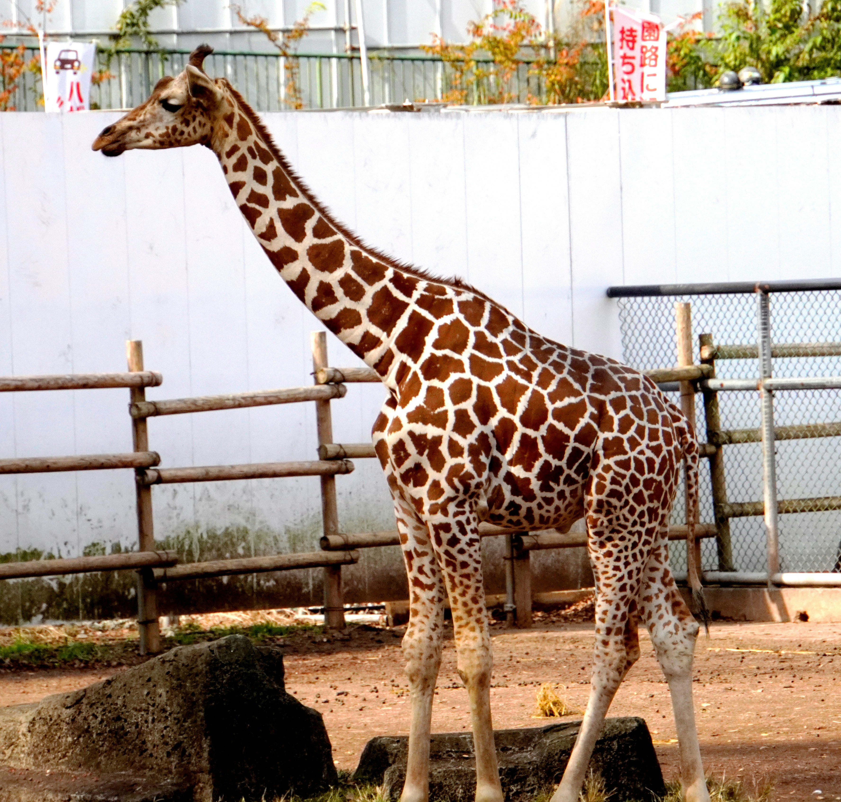giraffe berdiri di depan pagar