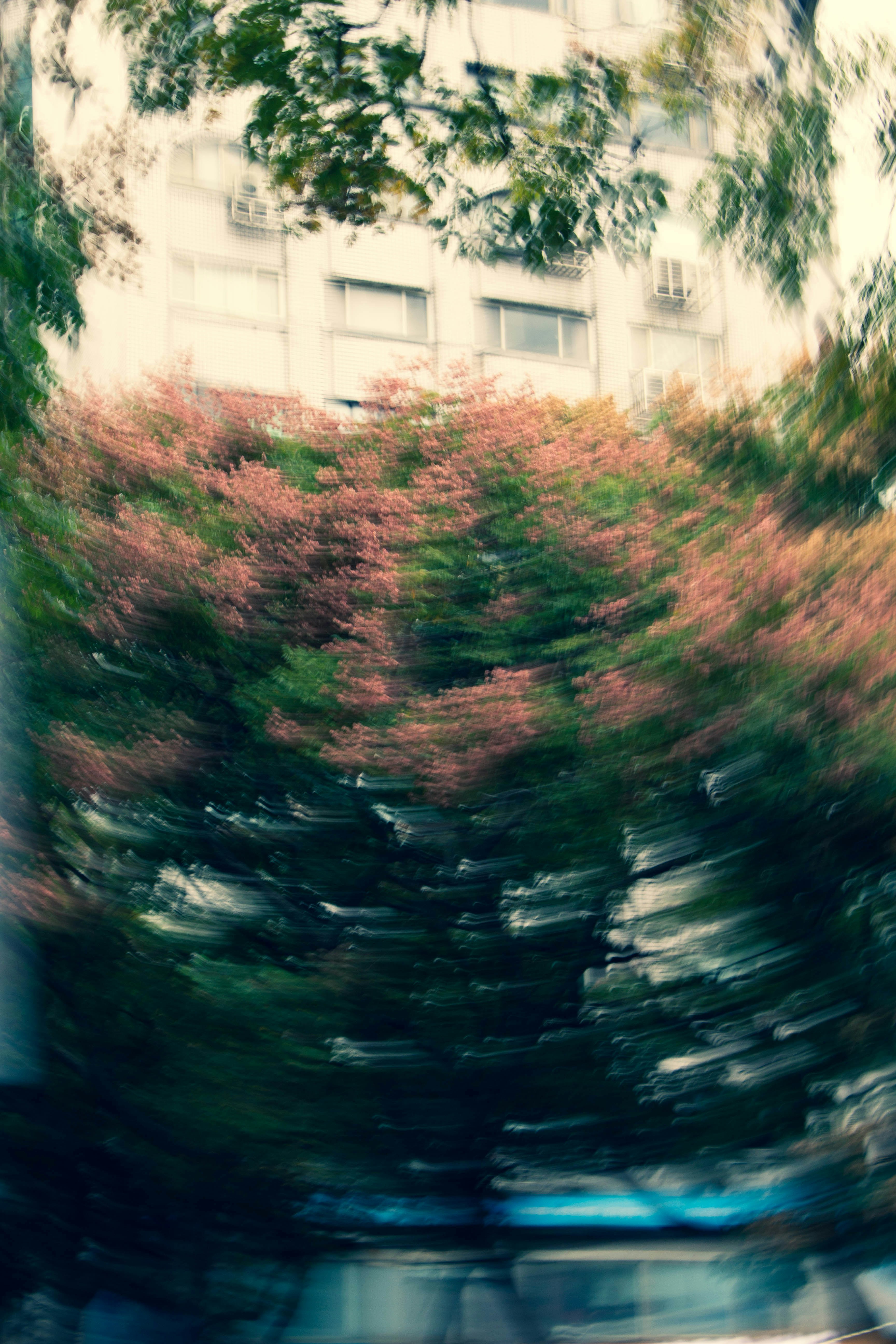 樹木之間類似水道的模糊景象與建築