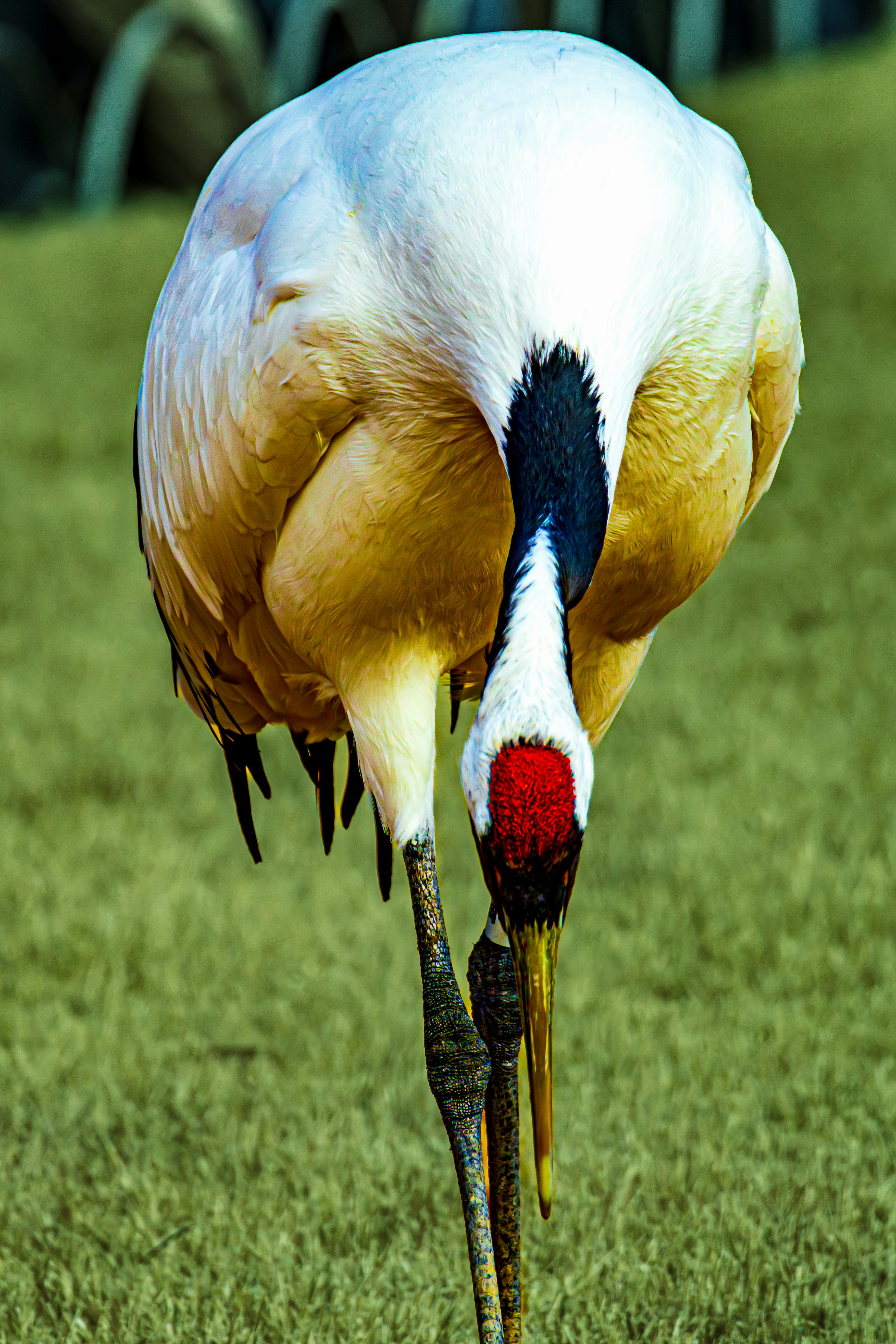 a red-crowned crane bending down on grass