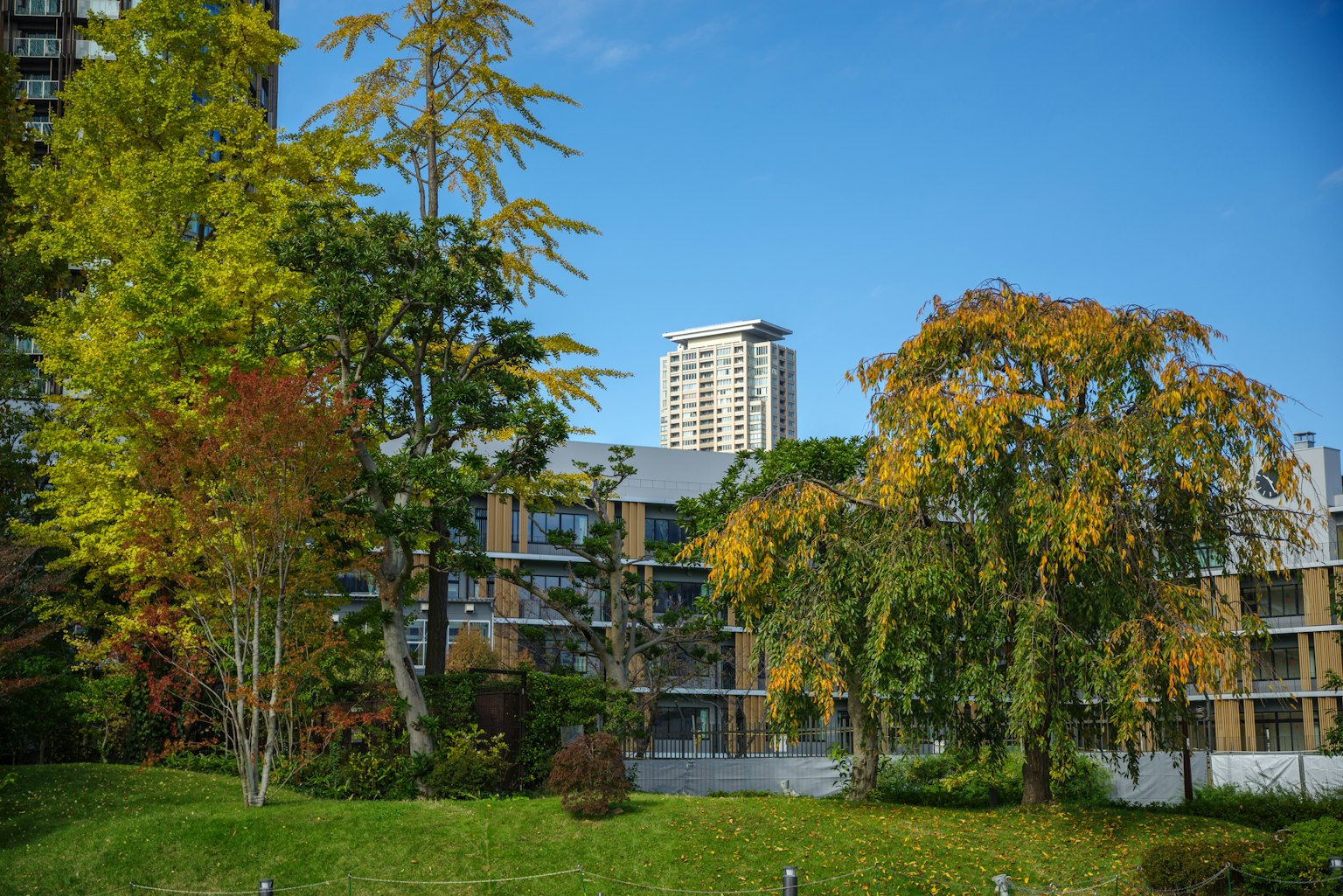 Pemandangan taman dengan gedung tinggi dan pohon musim gugur