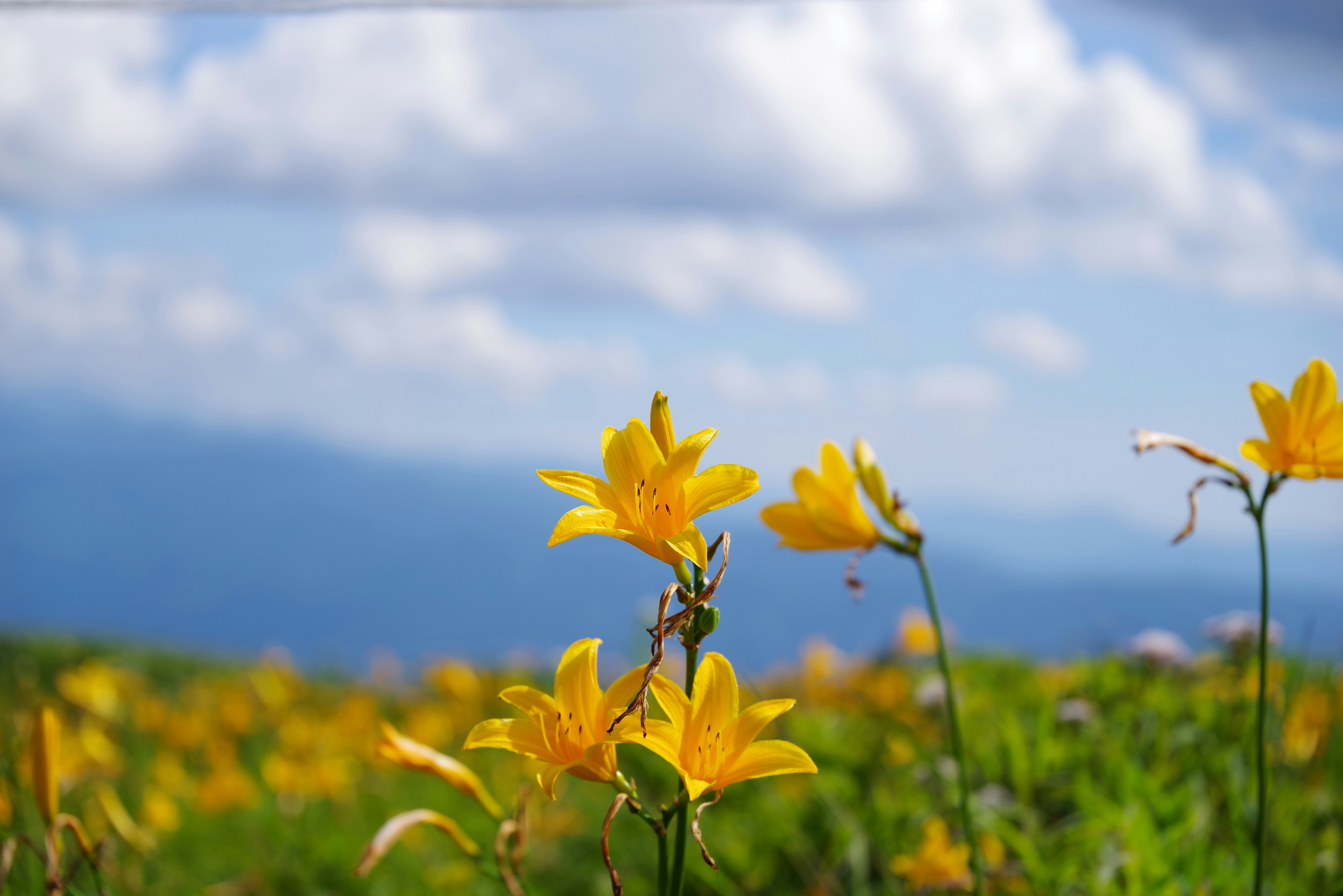 夏の黄色い花が咲く草原と青空の風景
