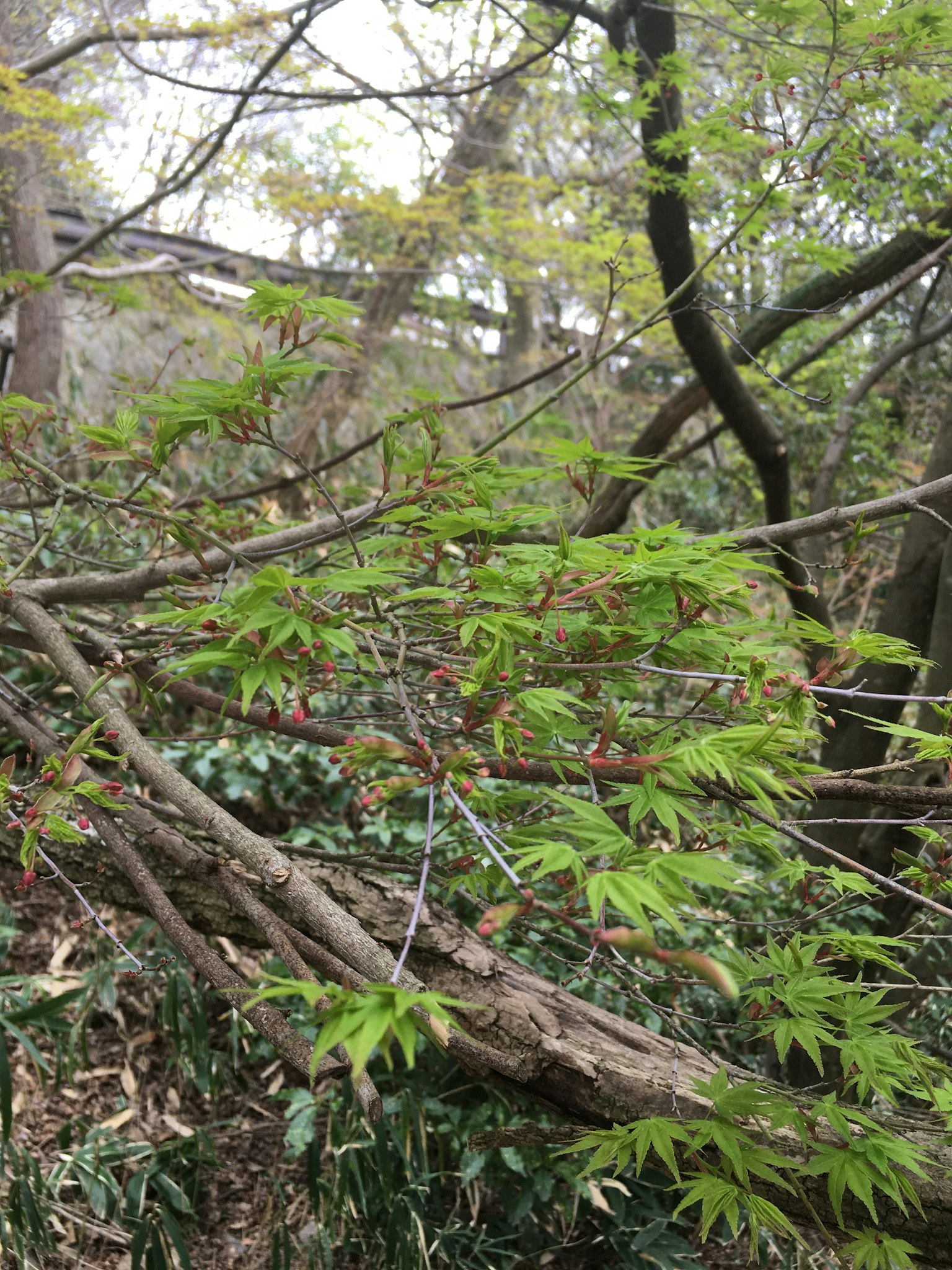 自然景觀，交織的綠色葉子和樹枝