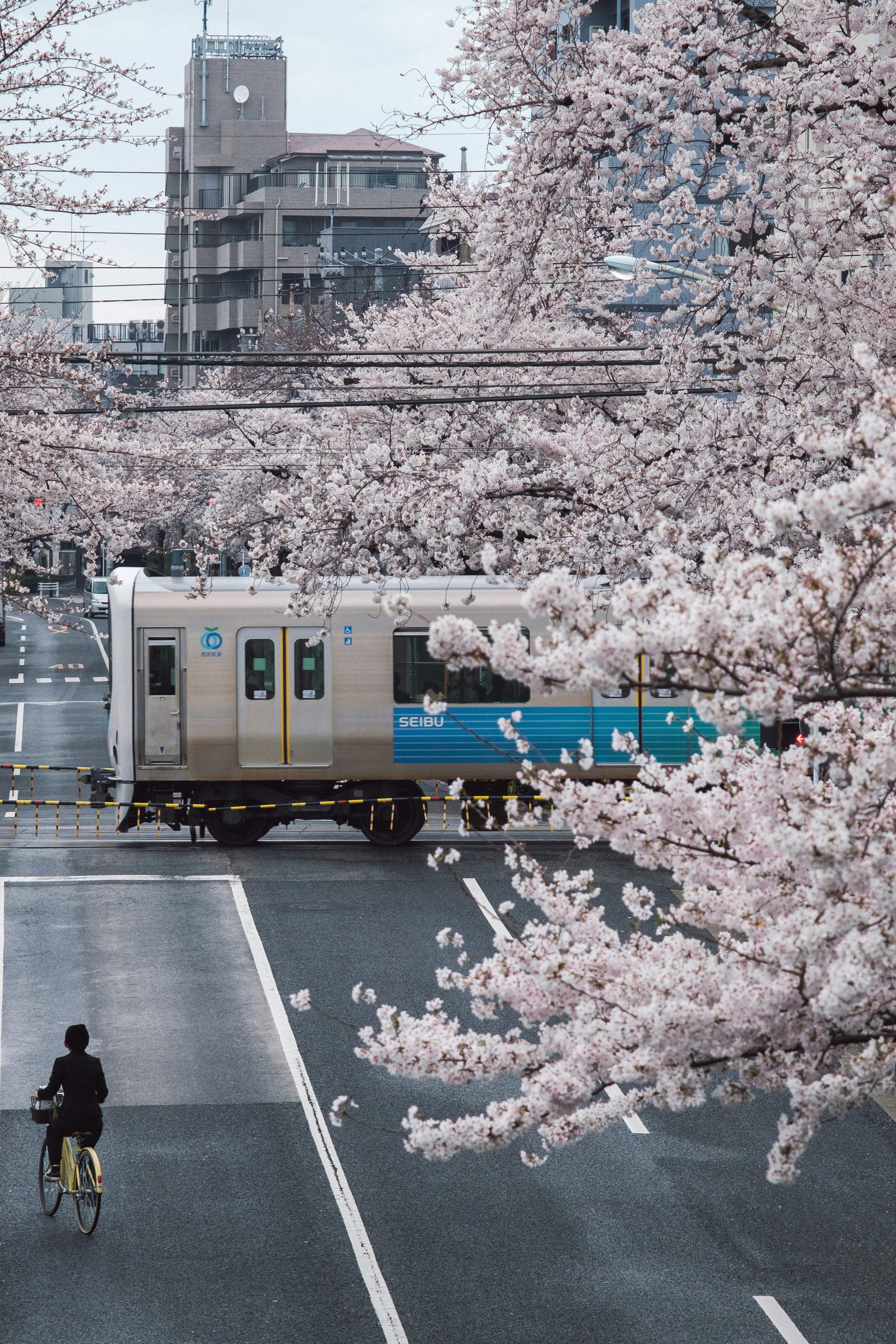 櫻花與車站周邊的列車經過