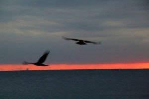 水平線上を飛ぶ鳥と夕焼けの海