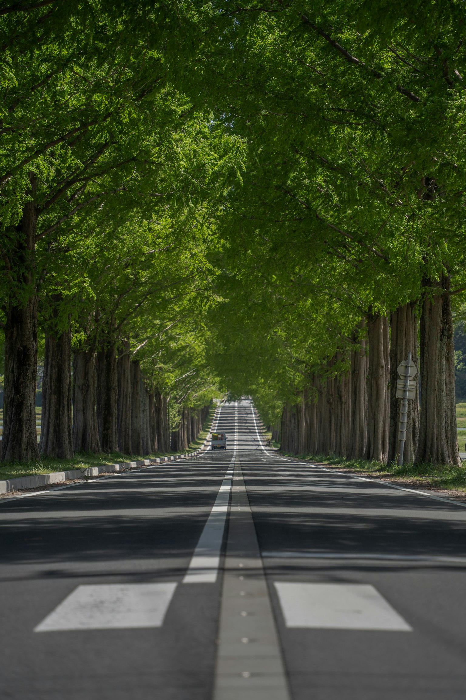A serene road lined with lush green trees