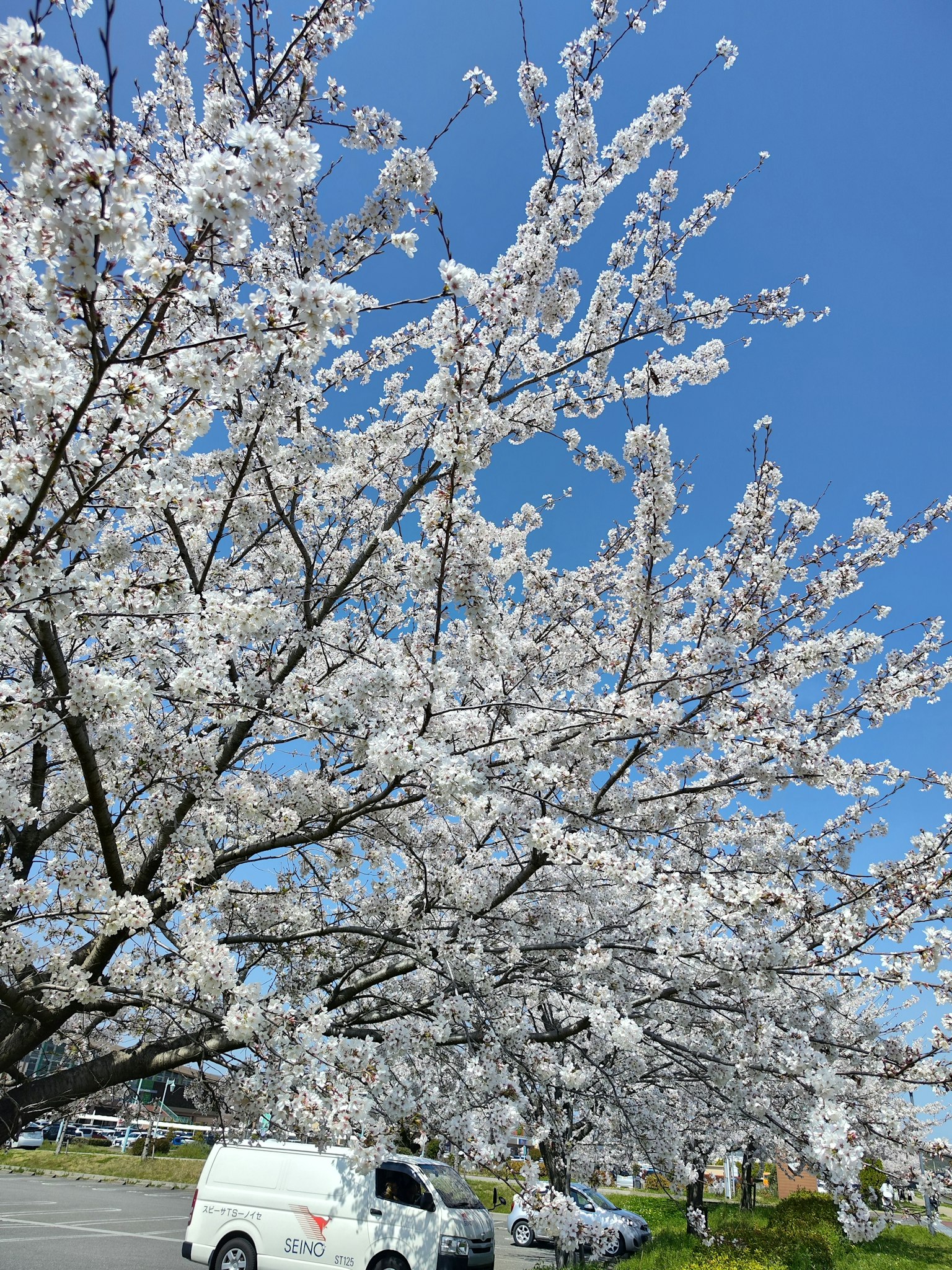 Albero di ciliegio in piena fioritura contro un cielo blu chiaro