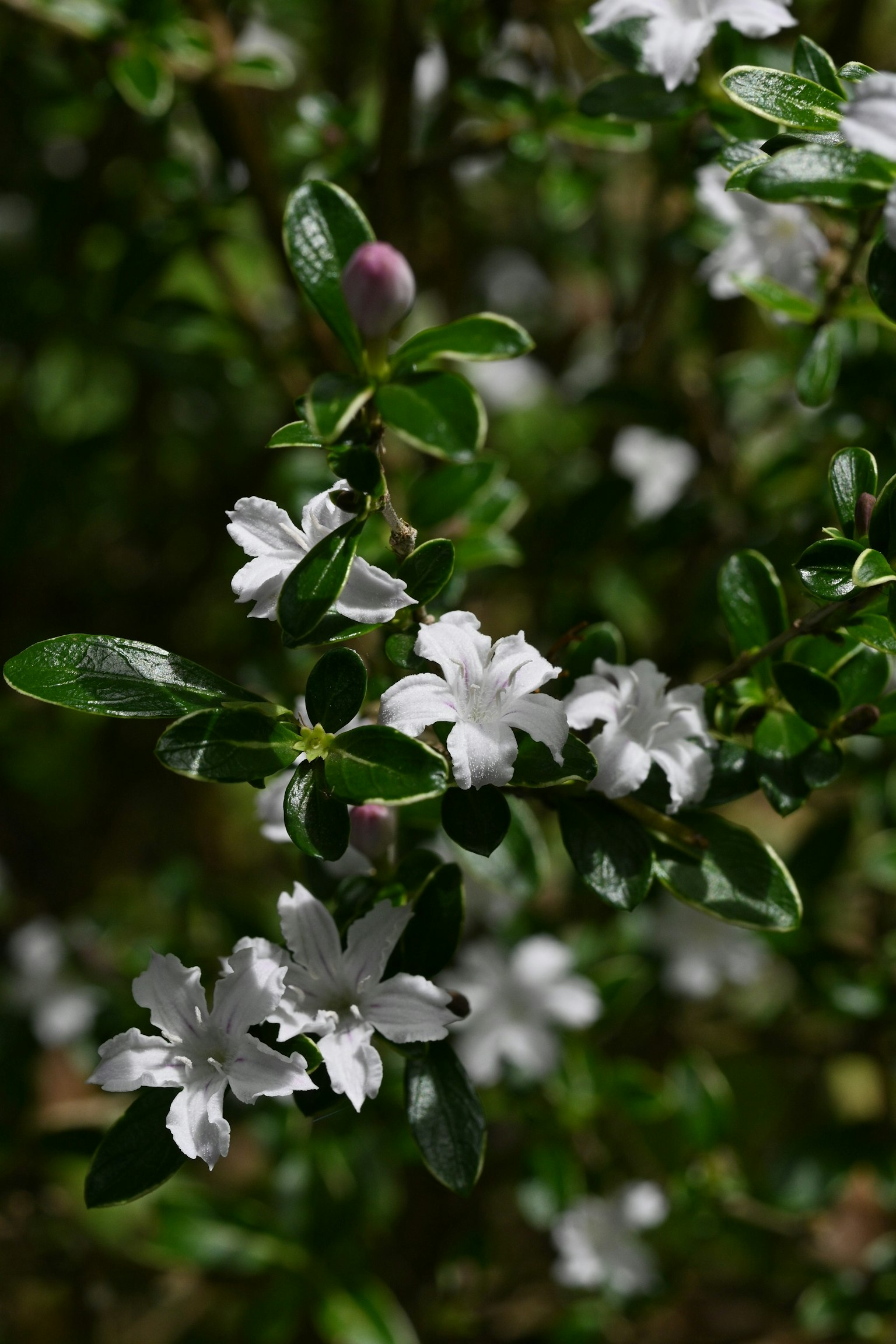 Primer plano de una planta con flores blancas y hojas verdes