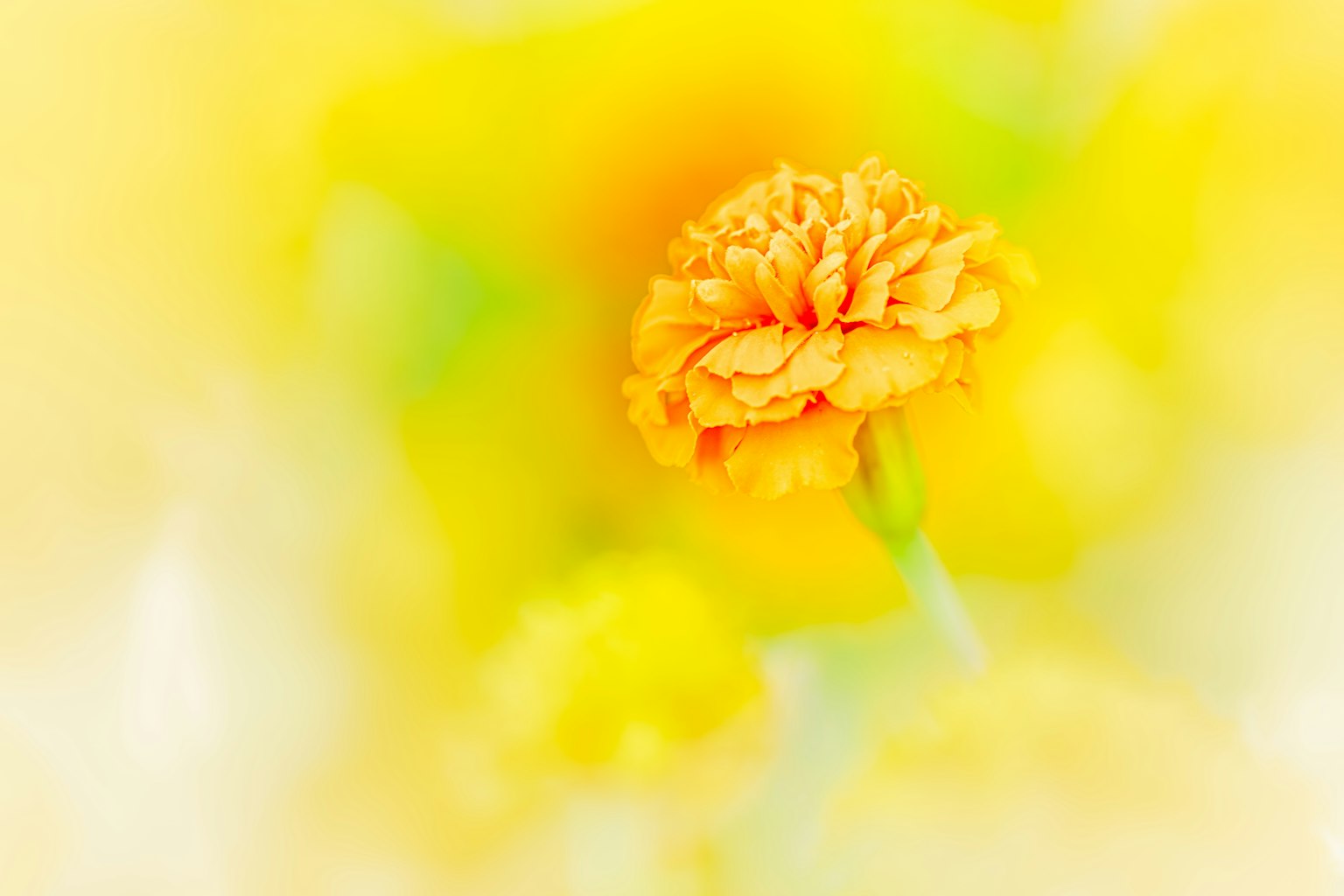 Một bông hoa vàng rực rỡ ở trung tâm với nền mờ mềm mại