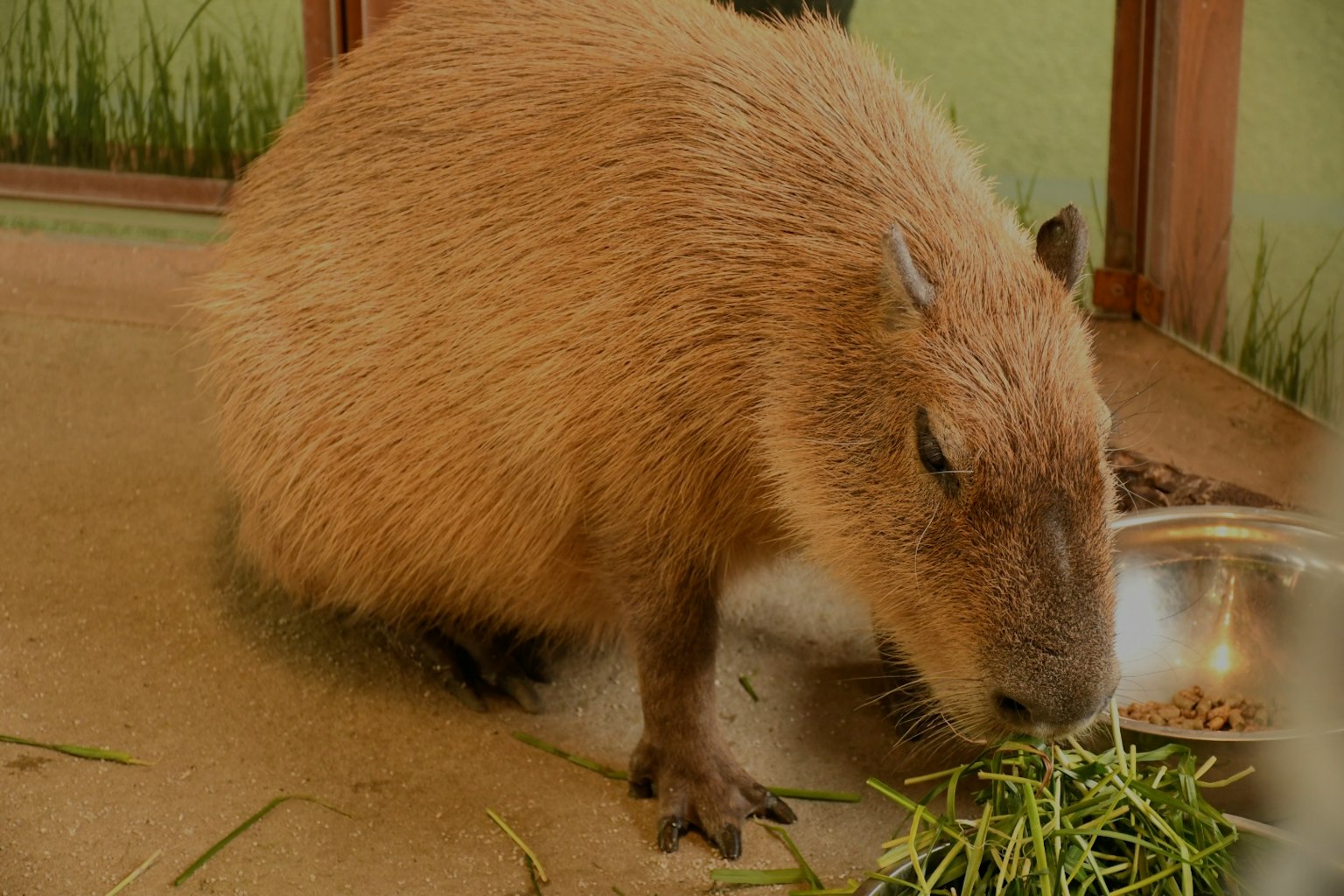 Capybara đang ăn cỏ trong môi trường sống