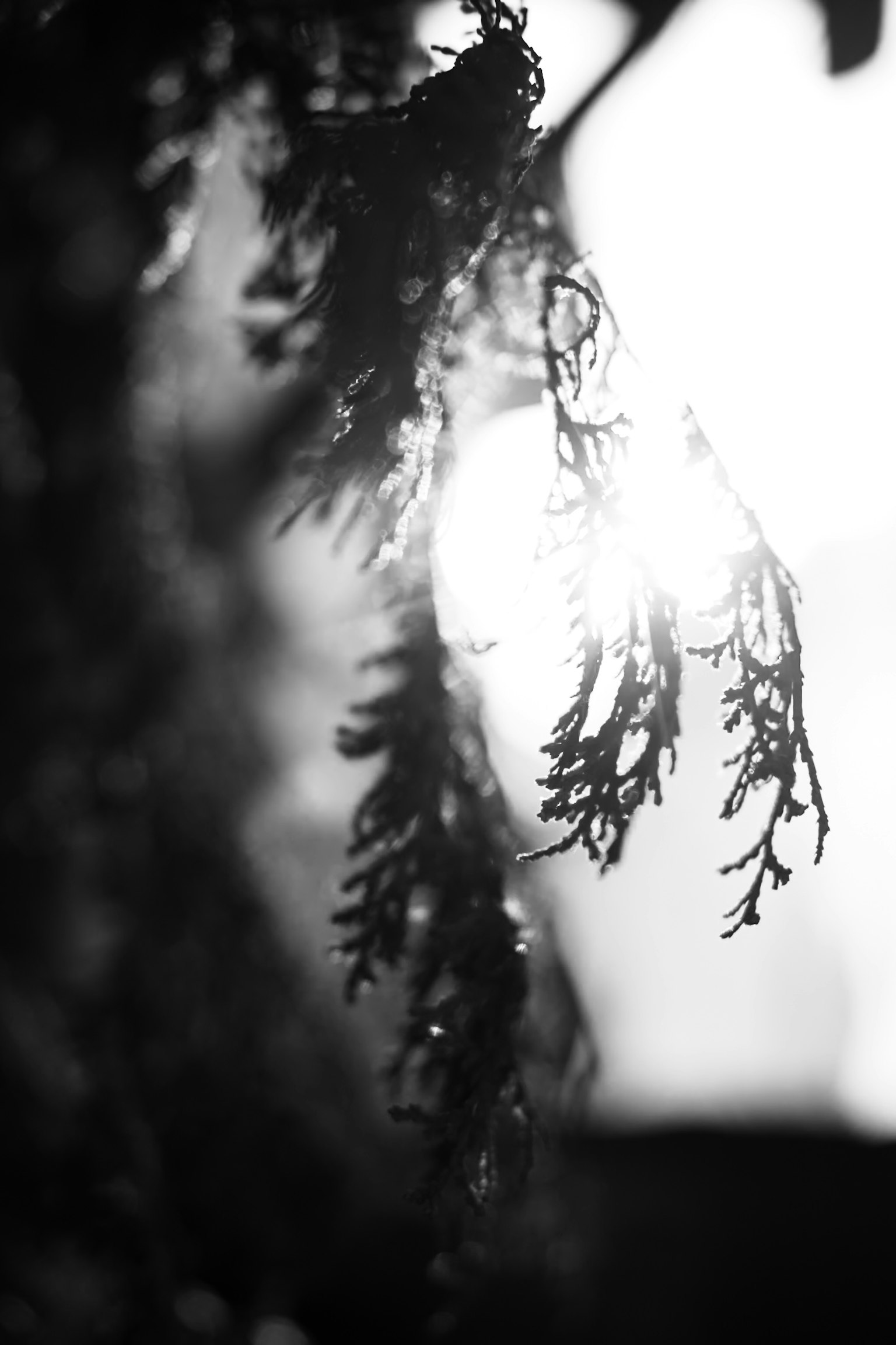 Close-up of leaves silhouetted against bright light