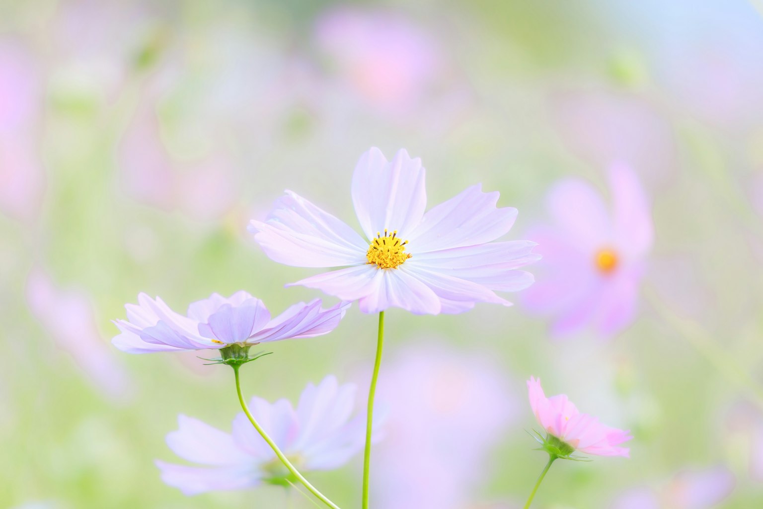 Un champ de fleurs cosmos aux couleurs pastel douces en fleur