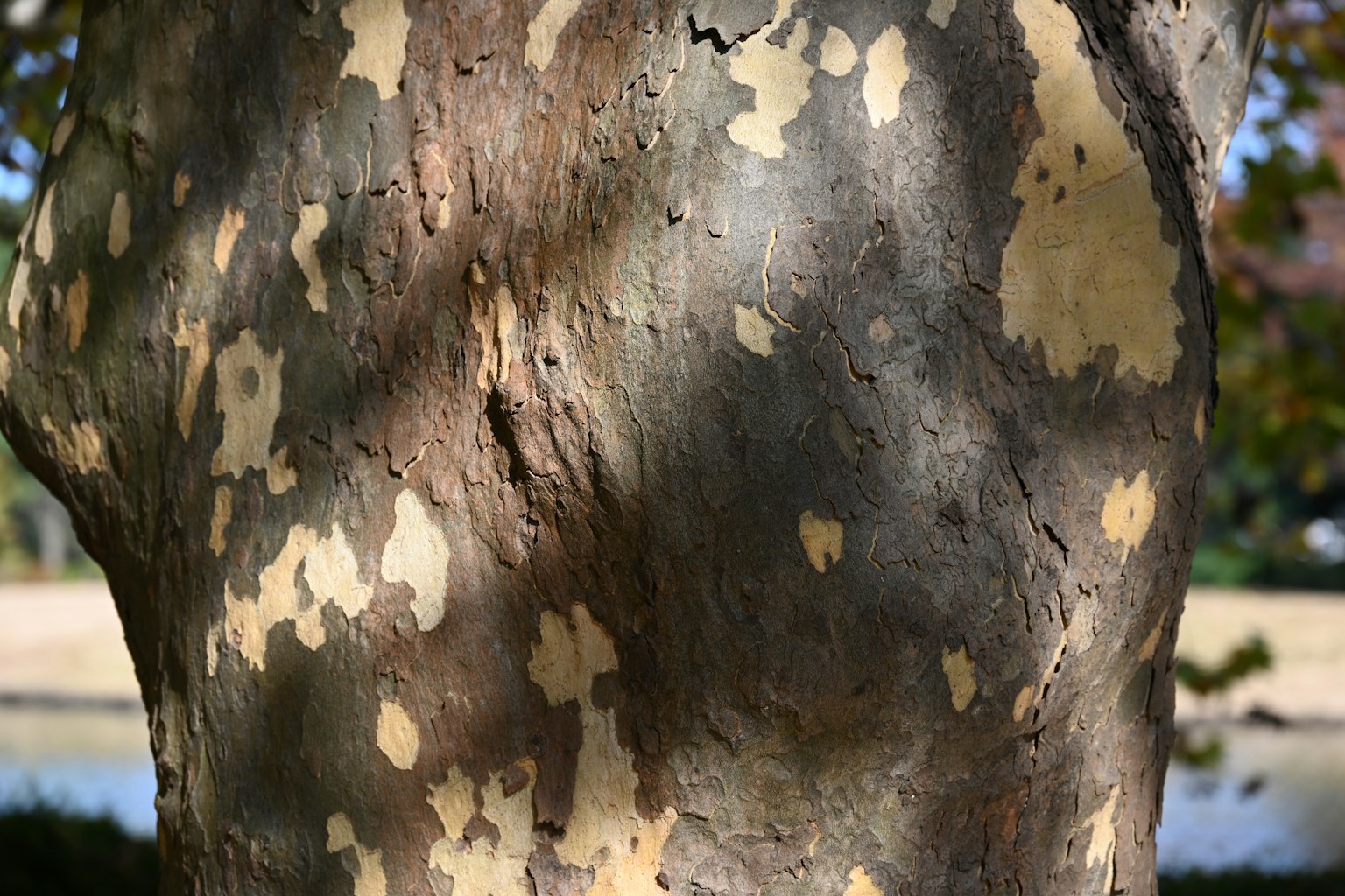 Primo piano della corteccia di un albero di eucalipto con un caratteristico motivo a macchie