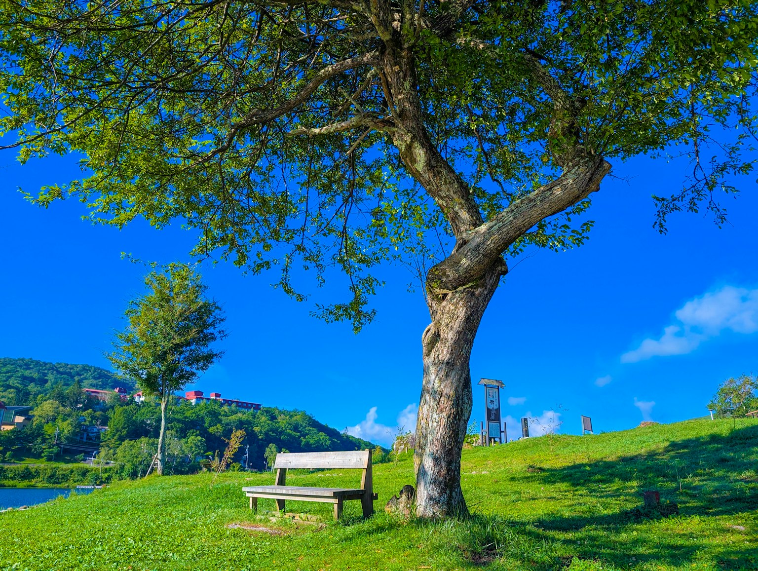 Eine malerische Aussicht mit einer Bank und einem Baum unter einem blauen Himmel grünes Gras und Hügel im Hintergrund