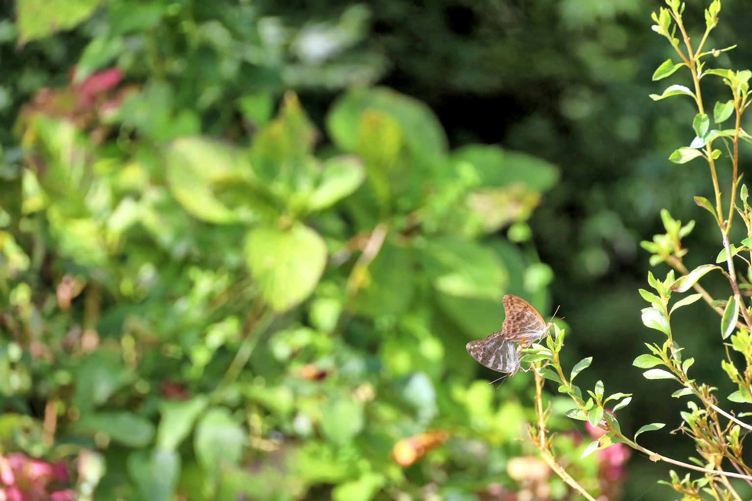 Una pequeña mariposa descansando entre hojas verdes en un entorno natural