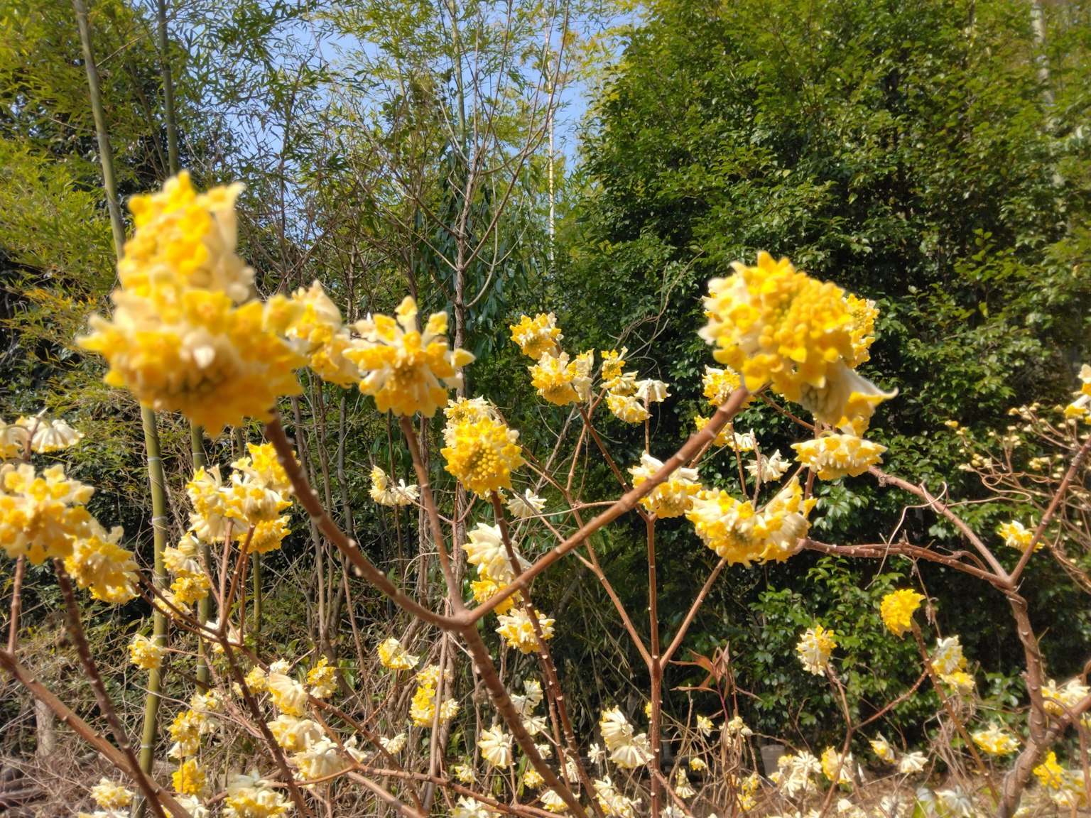 Rami con fiori gialli contro uno sfondo di alberi verdi