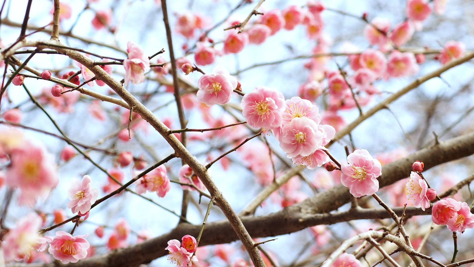 Gros plan sur des branches de cerisier avec des fleurs roses