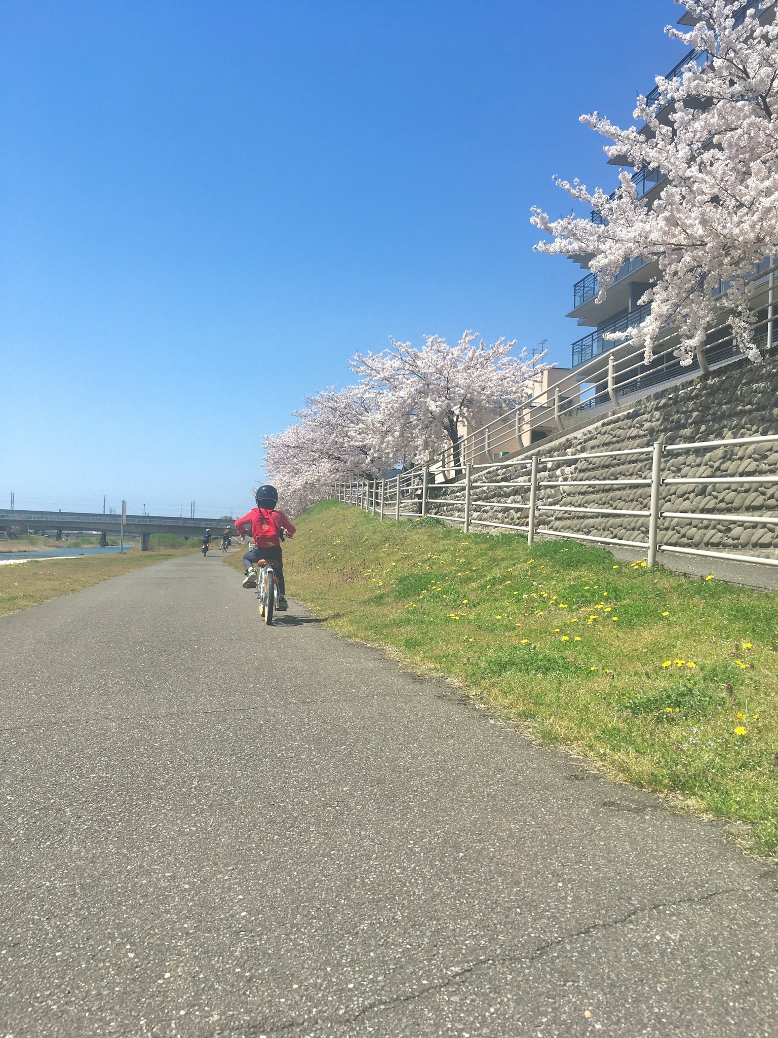 Un bambino che pedala sotto un cielo blu con alberi di ciliegio in fiore