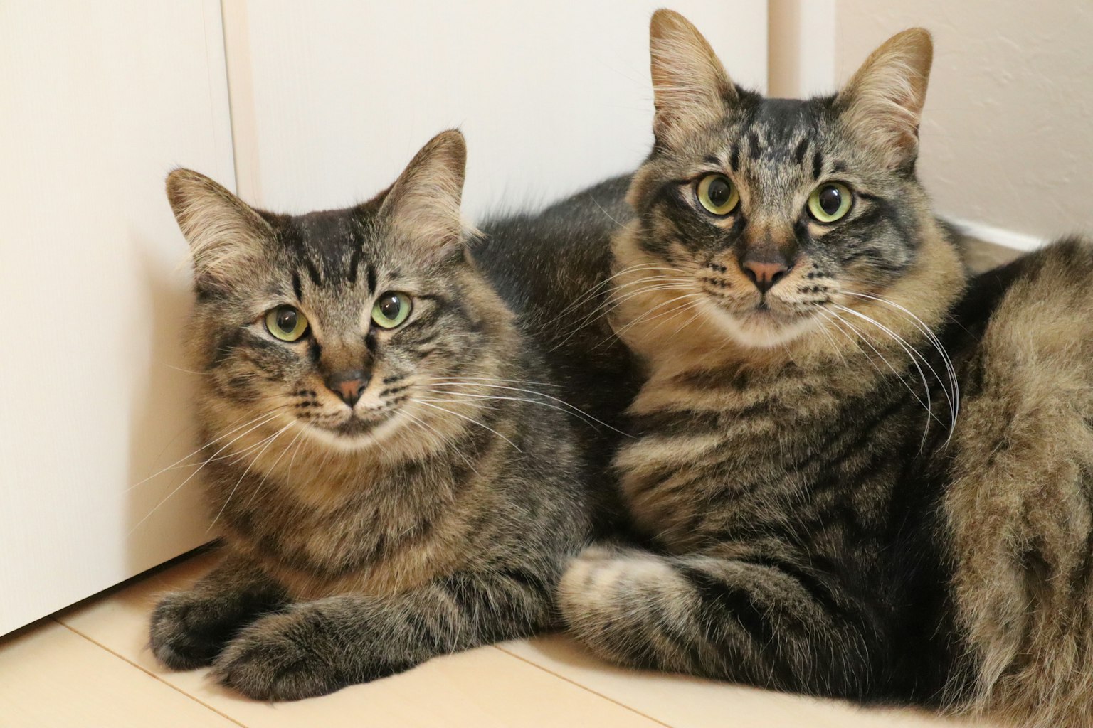 Two cats cuddling together with gray and brown striped fur and large green eyes