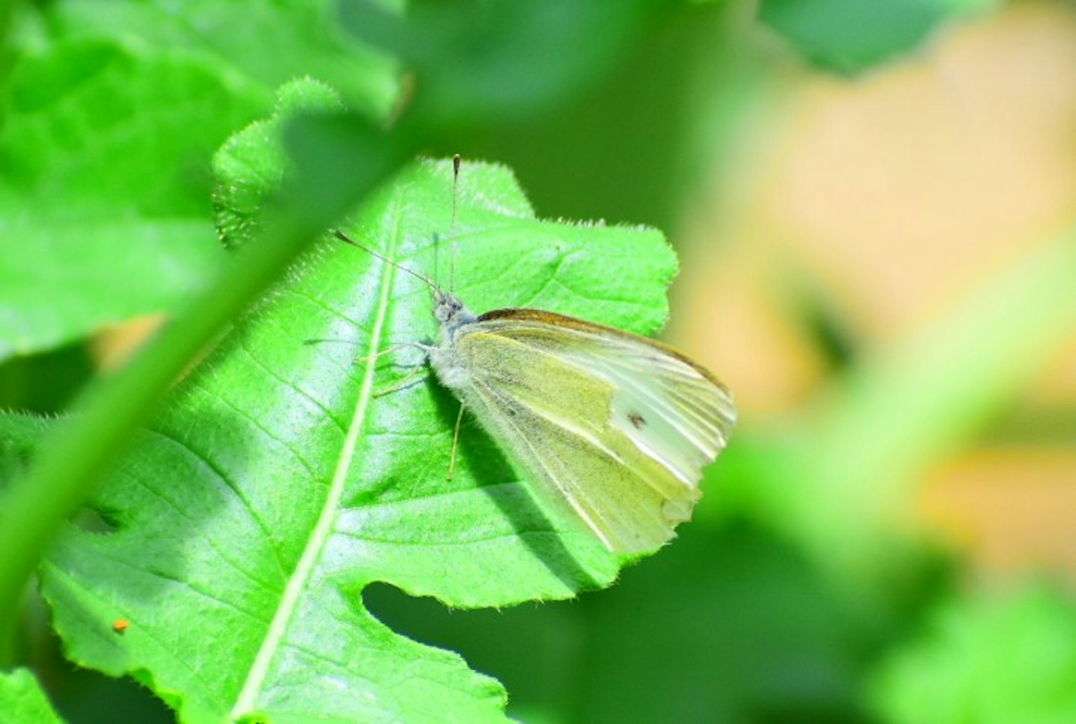 Una mariposa pálida descansando sobre una hoja verde