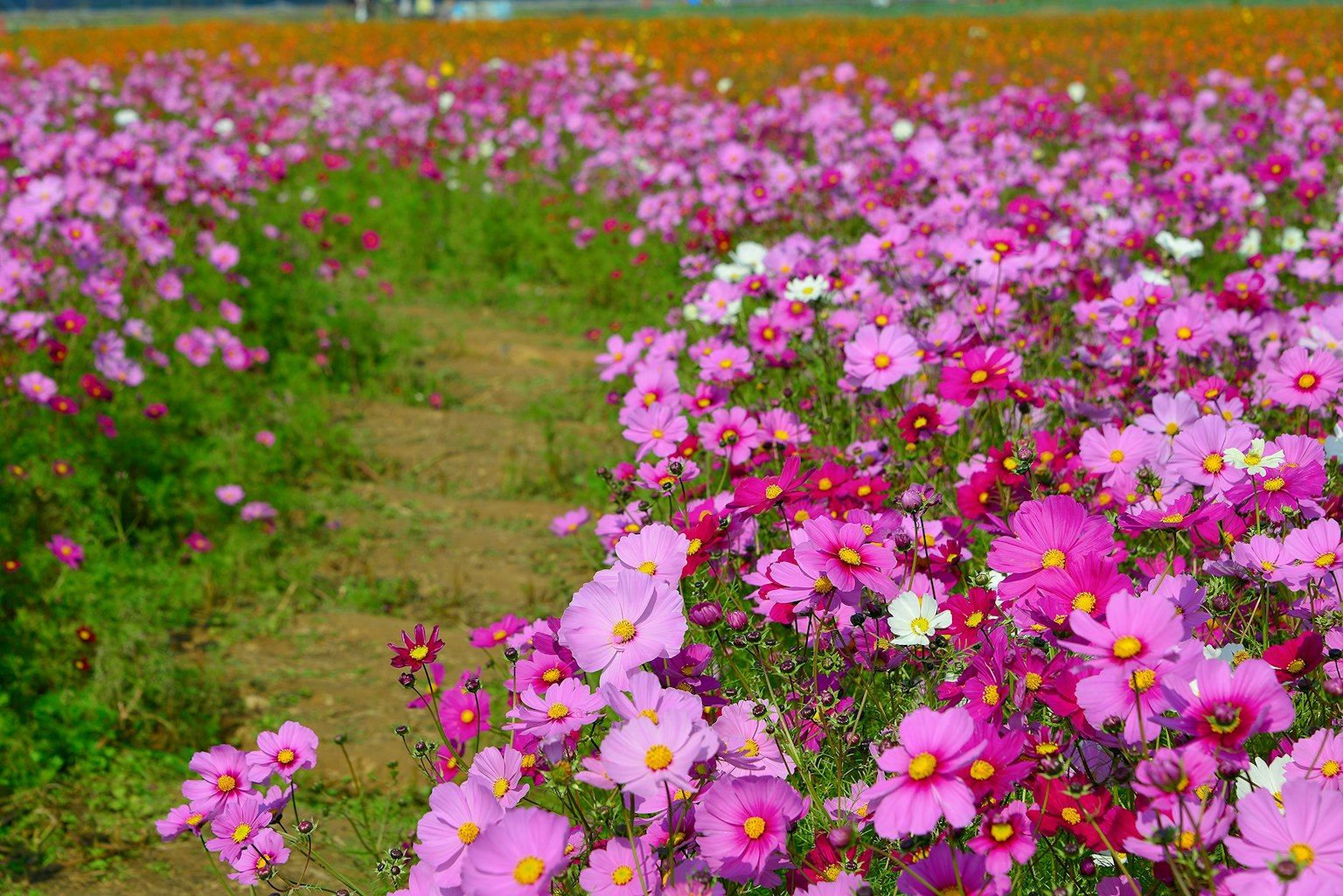Pemandangan indah dengan bunga cosmos berwarna pink yang cerah
