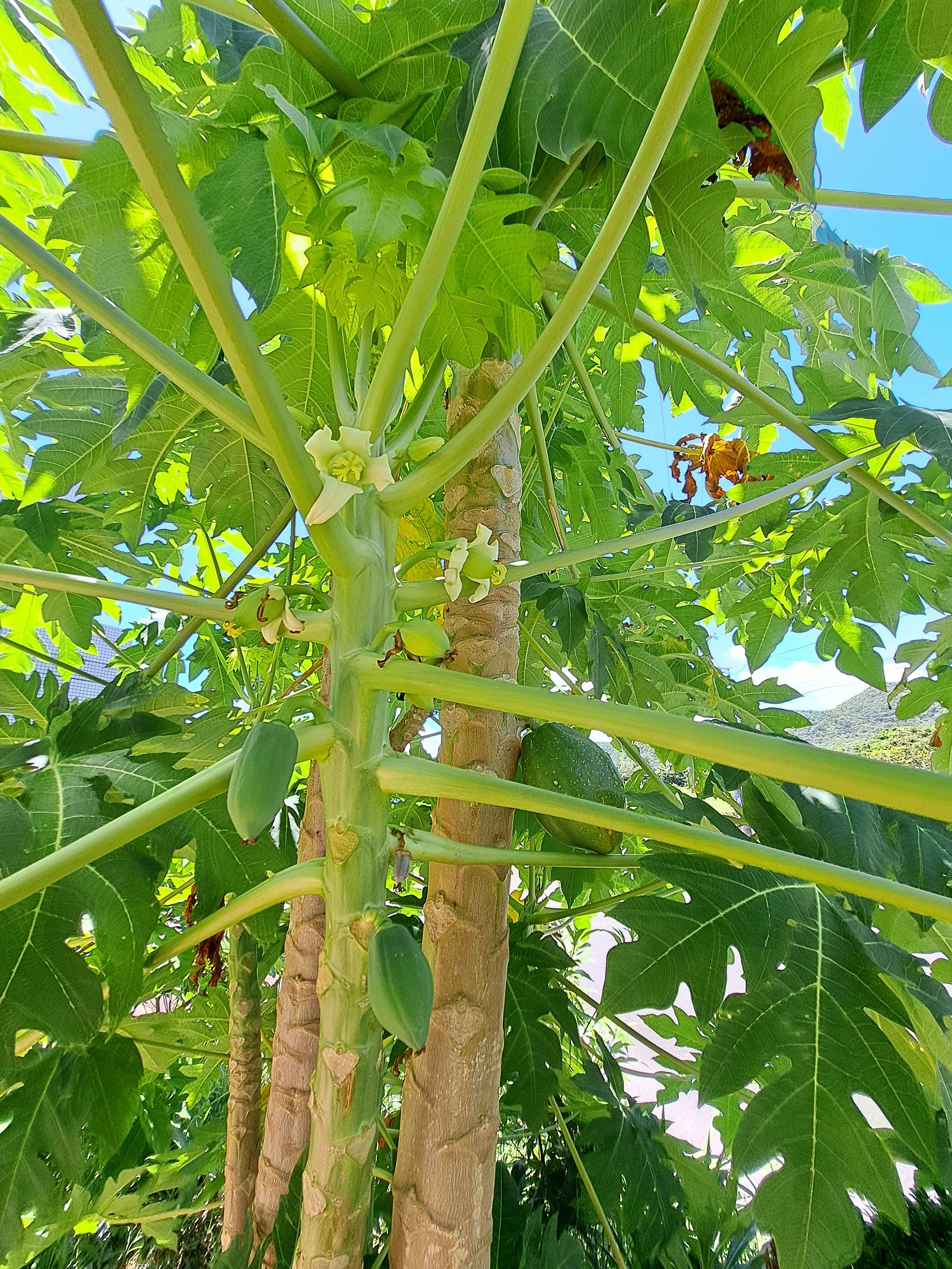 長在樹枝上的木瓜果實與葉片