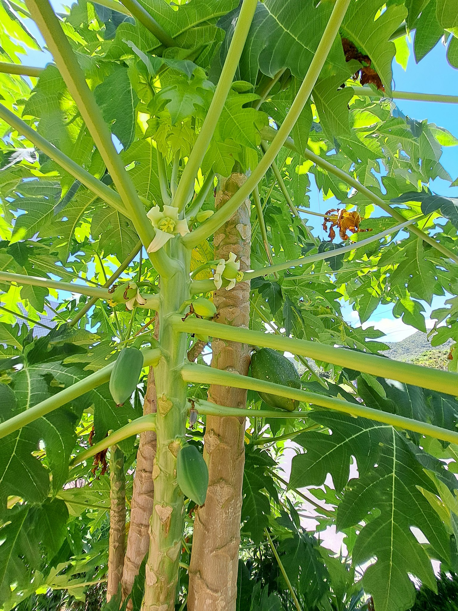 Primo piano di un albero di papaya con foglie verdi e frutti in sviluppo