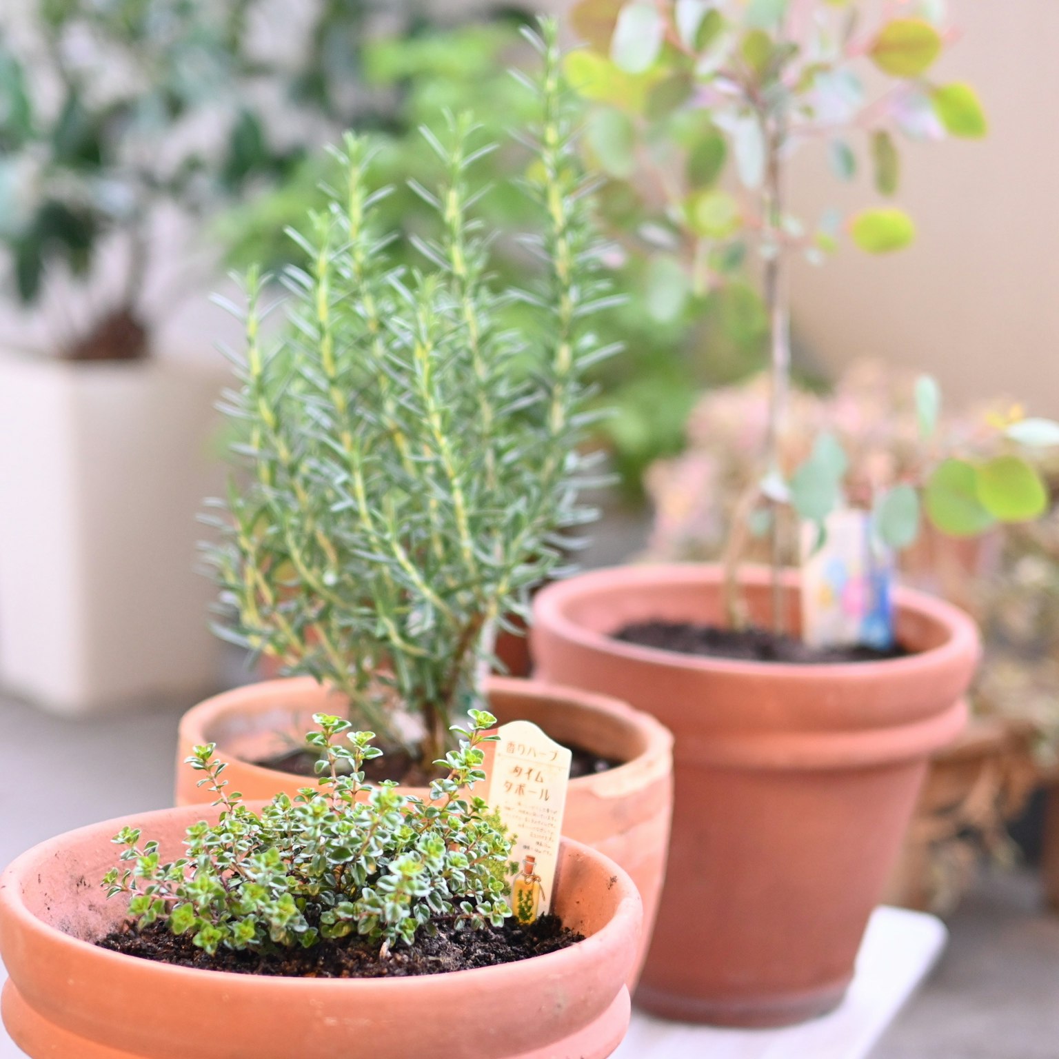 Grouping of herbs and small plants in terracotta pots
