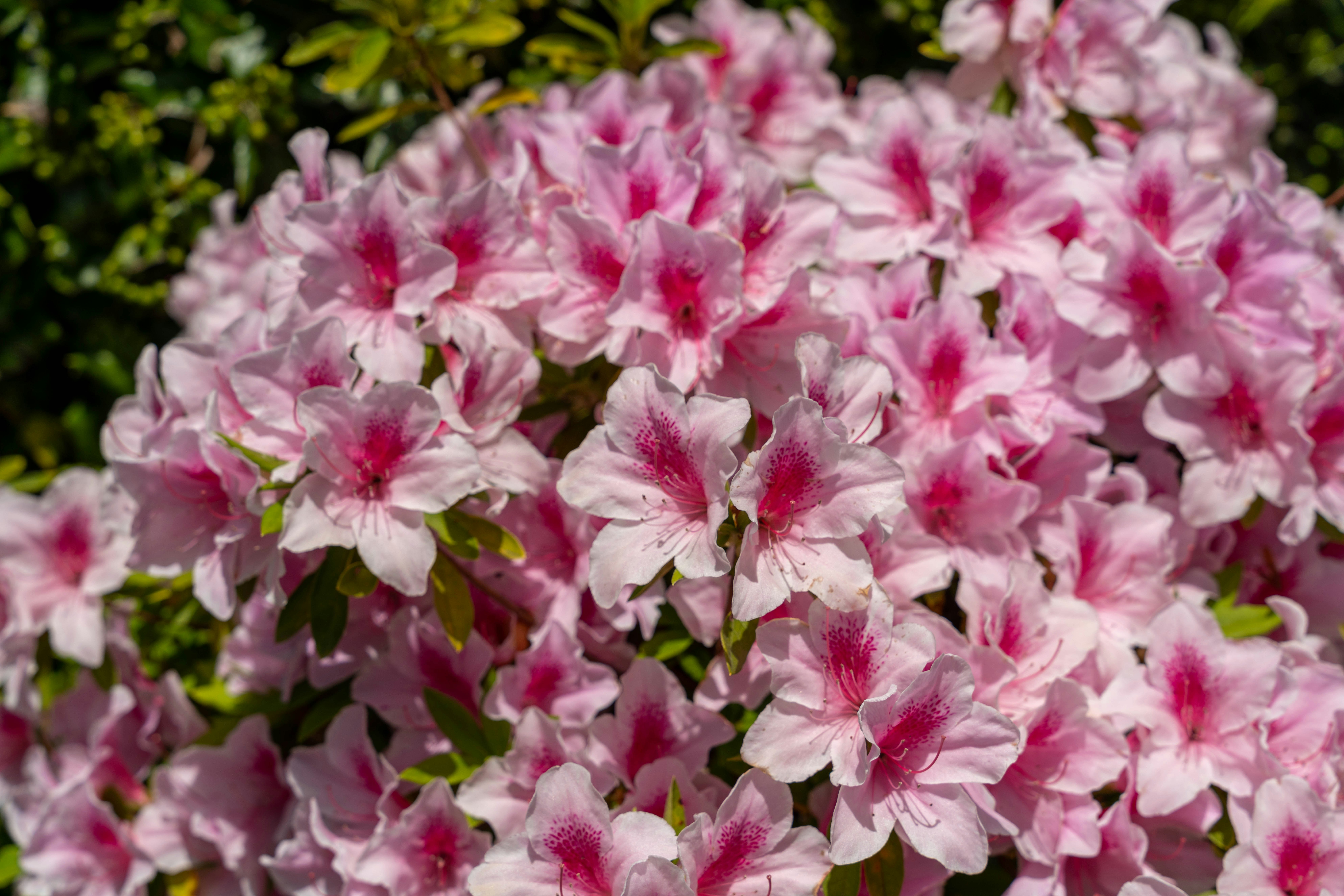 美しいピンクの花が咲き誇るアザレアの群れ