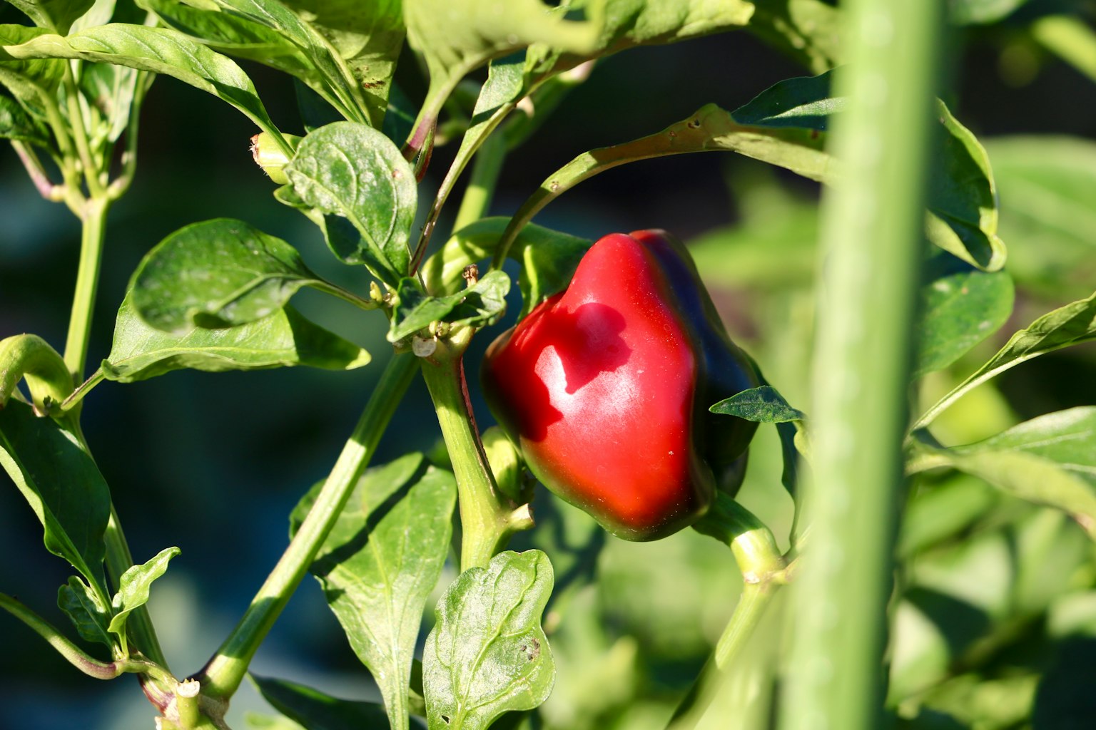 Un peperoncino rosso che cresce tra le foglie verdi