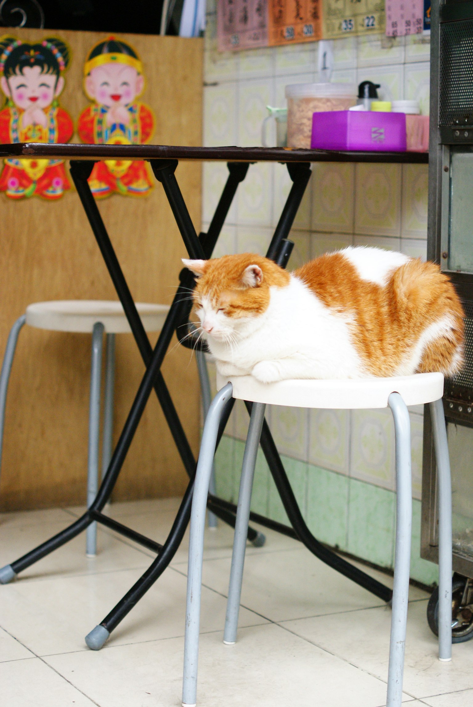 แมวสีส้มและขาวนั่งอยู่บนเก้าอี้ในร้านกาแฟ