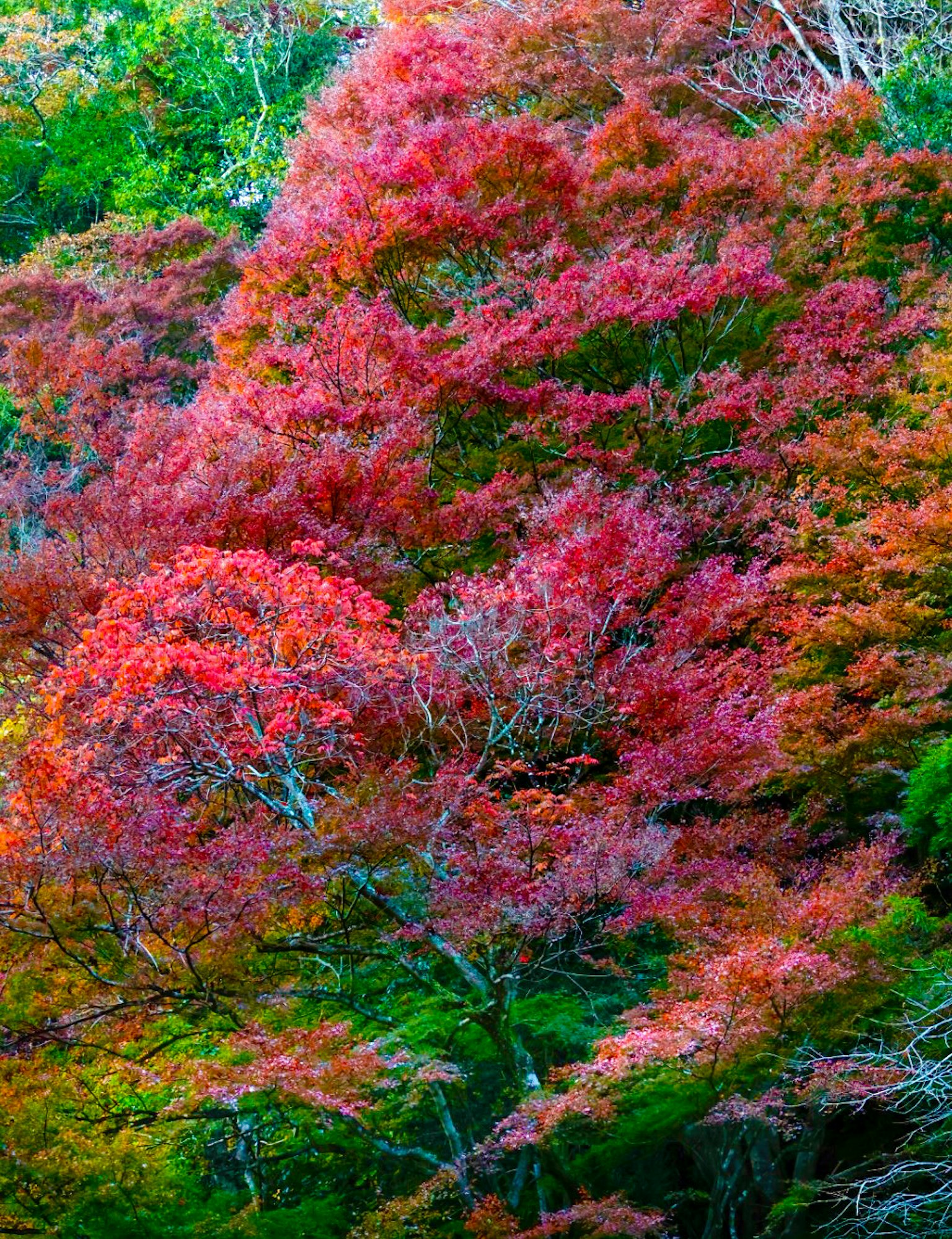 Feuillage automnal vibrant rouge et orange dans un paysage luxuriant