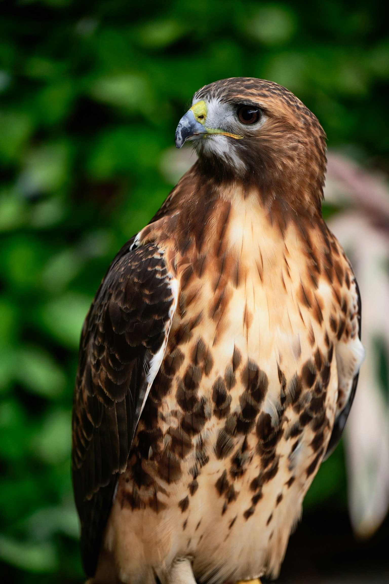 Profilo di un falco con piume marroni e bianche su uno sfondo di foglie verdi