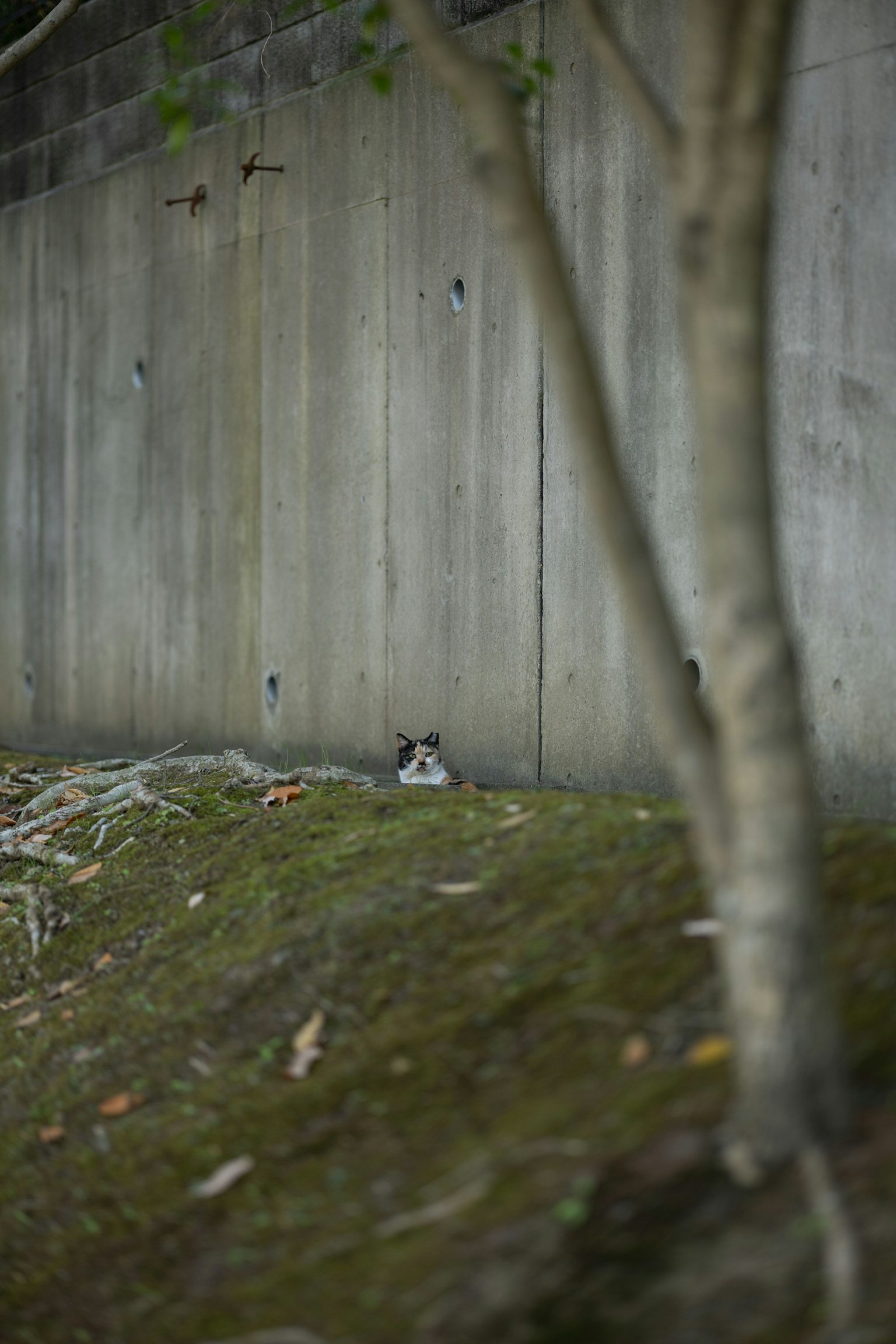 Eine Katze ruht sich neben einer Betonwand mit Grün und einem Baum aus