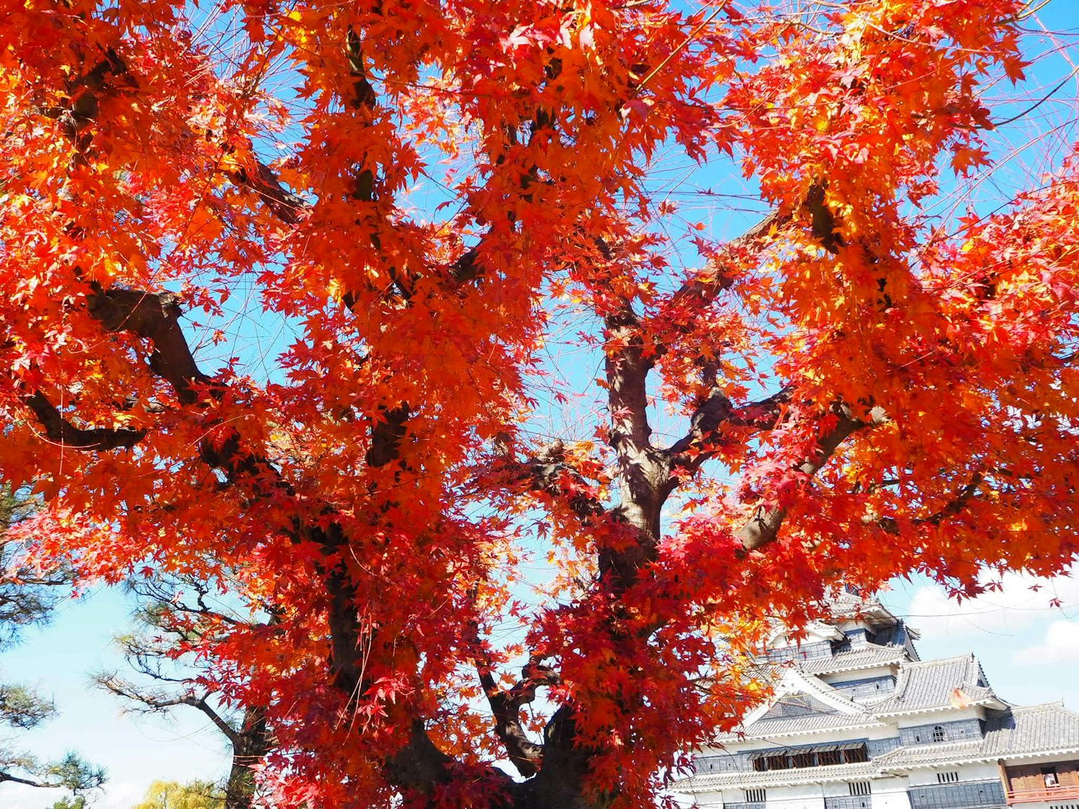 Gran árbol de arce con hojas rojas vibrantes y edificio japonés tradicional al fondo