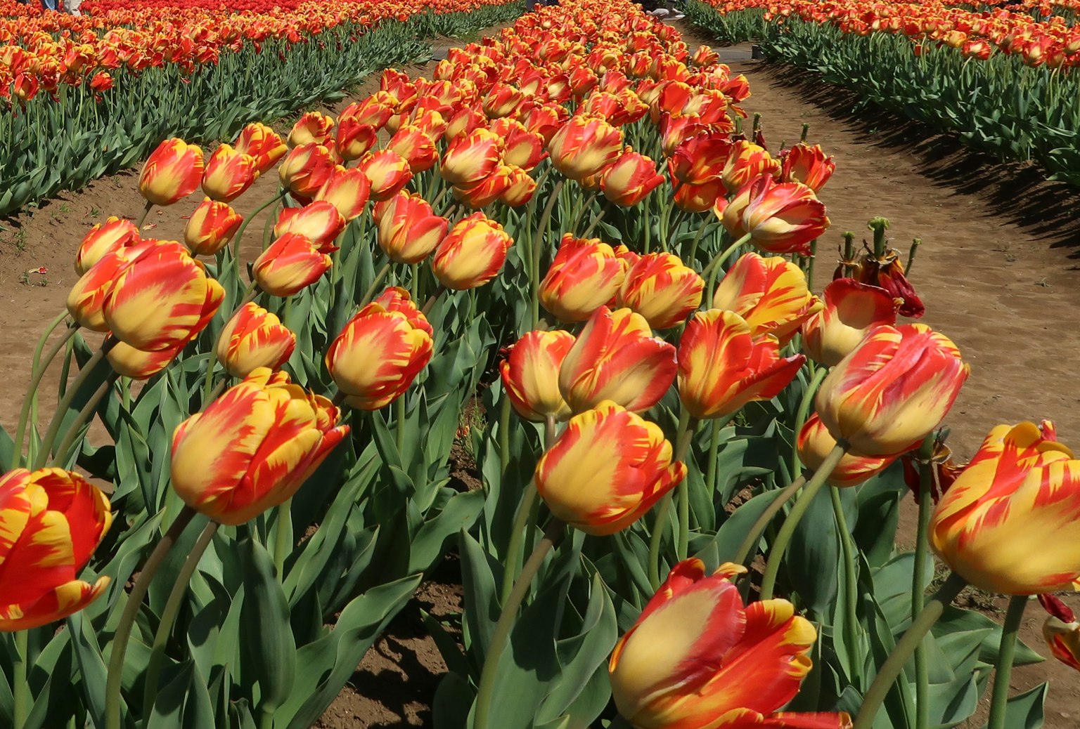 Field of red and yellow tulips in full bloom