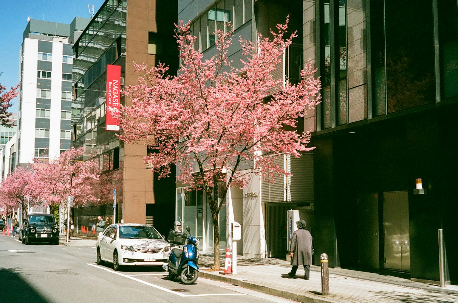 Vista de la calle con cerezos en flor y edificios modernos
