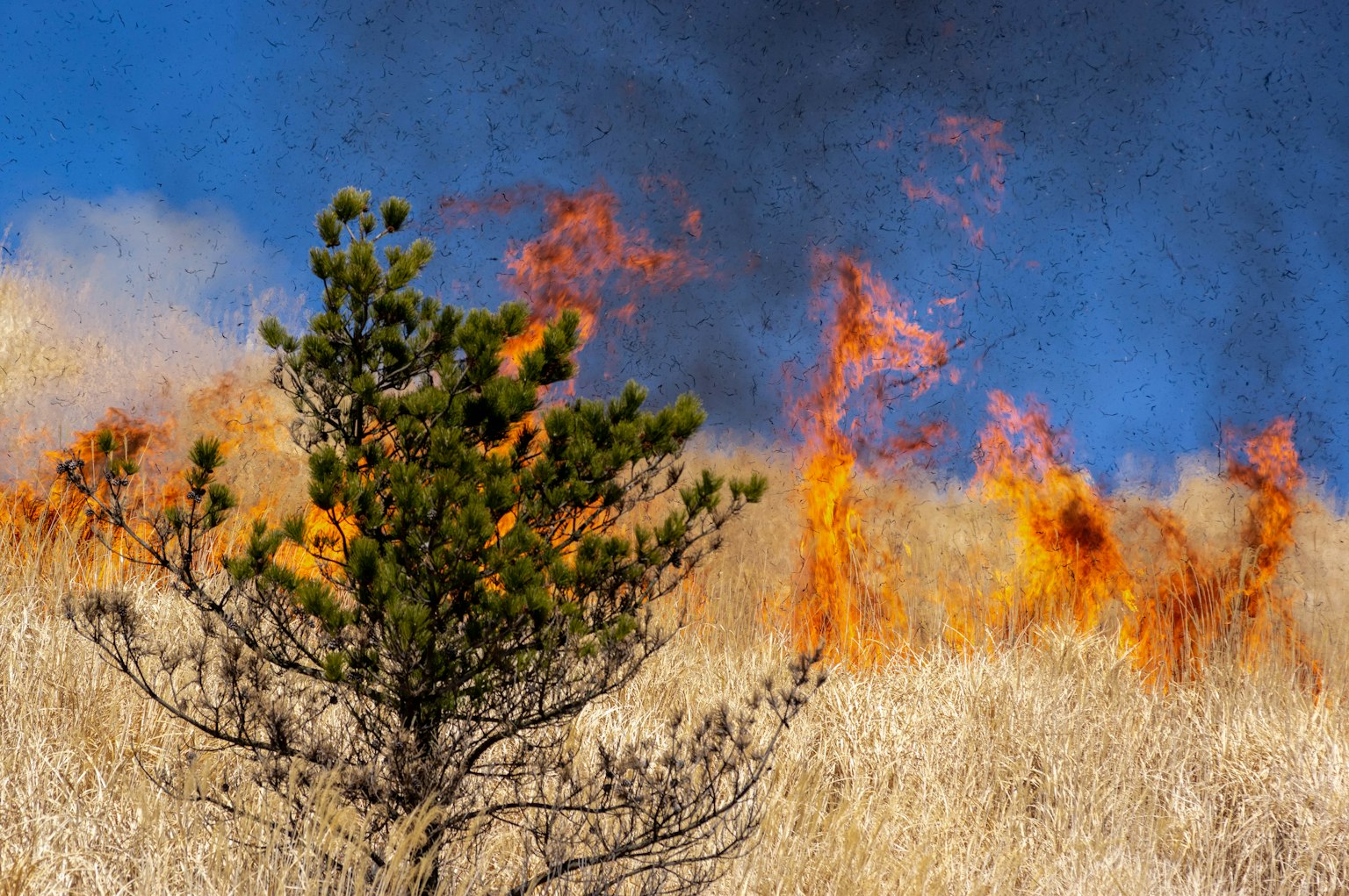 Kontrast eines Baumes in einer Wiese während eines Waldbrandes