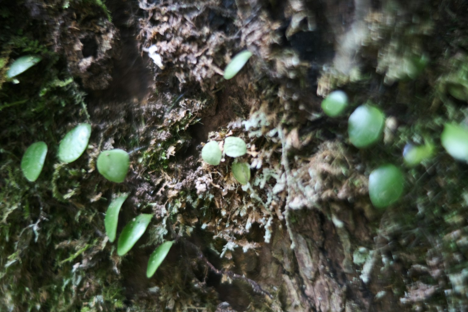 Nahaufnahme von kleinen grünen Blättern und Moos auf einem Baumstamm
